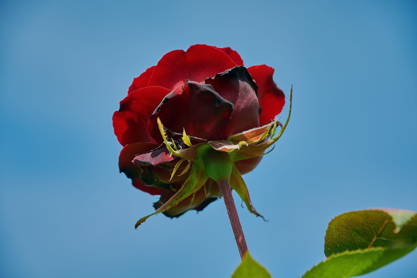 Nikon D7200 sample photo. Rosa, red, roses photography
