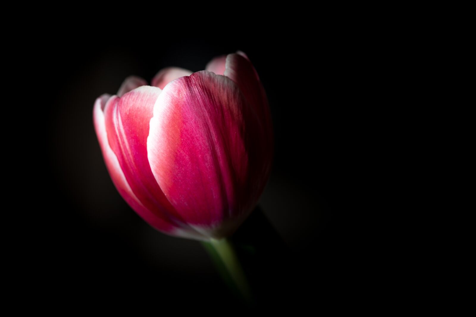 Nikon D750 sample photo. Blossom, bloom, tulip photography