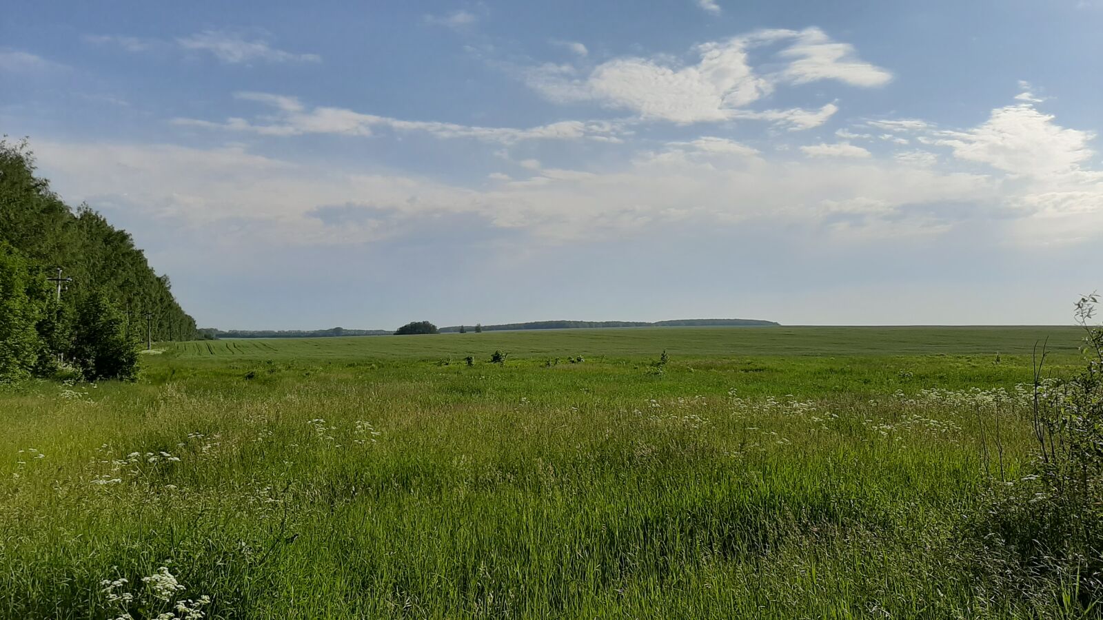 Samsung Galaxy A50 sample photo. Field, meadow, summer photography