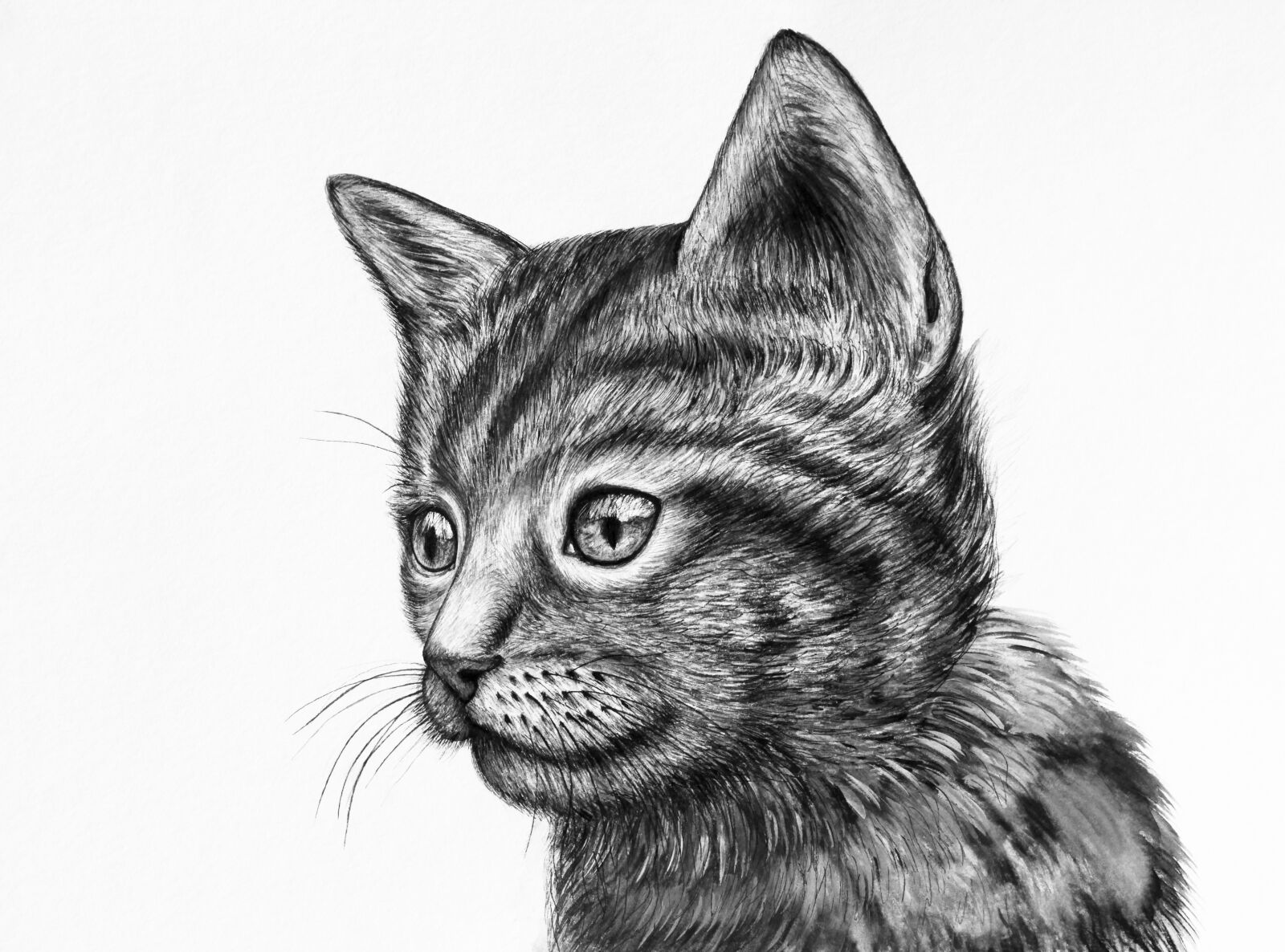 Canon EOS 5D Mark II sample photo. Cute, kitten, drawing photography
