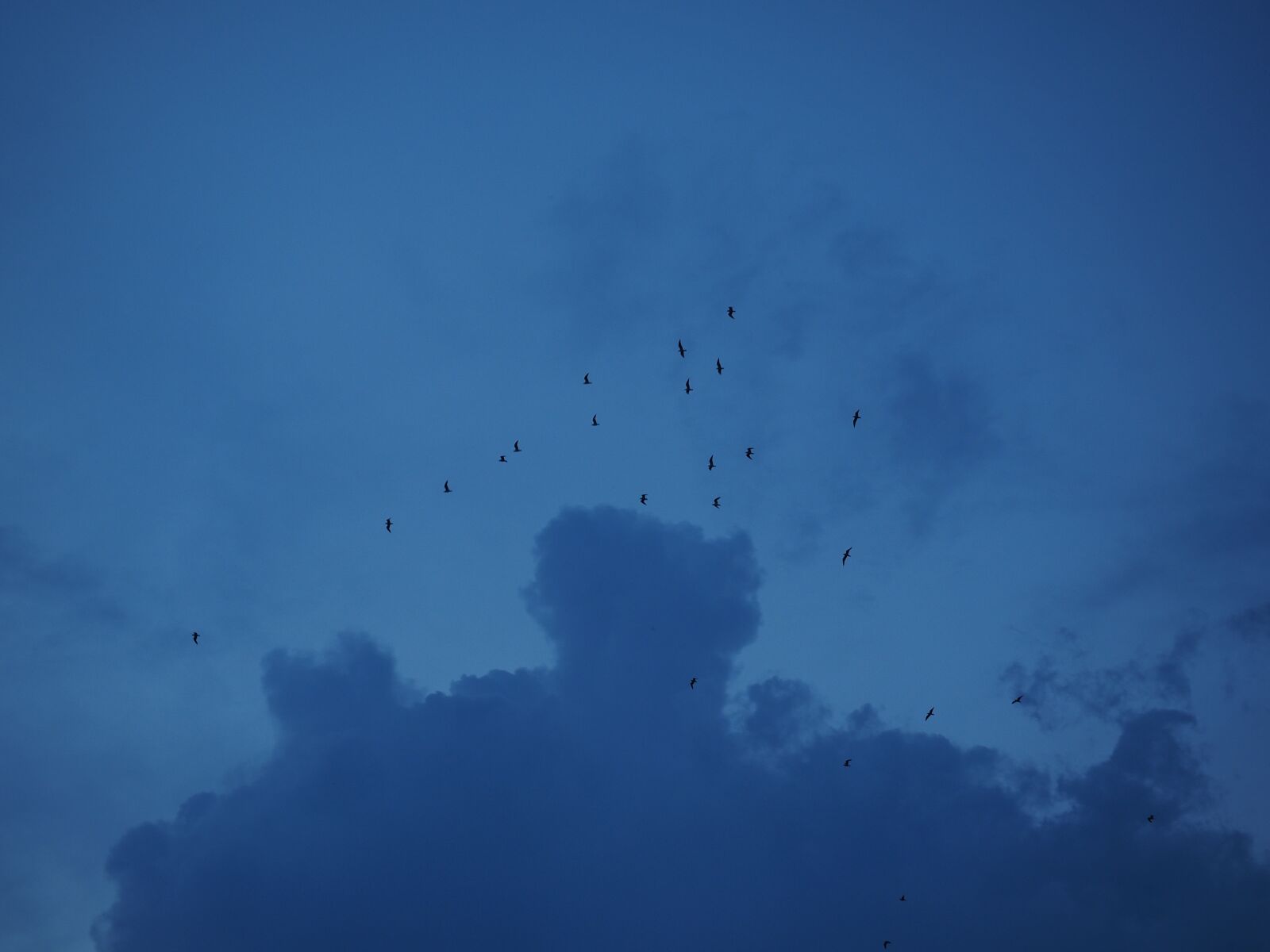 Olympus OM-D E-M1 + Olympus M.Zuiko Digital ED 12-40mm F2.8 Pro sample photo. Swarm, flock of birds photography