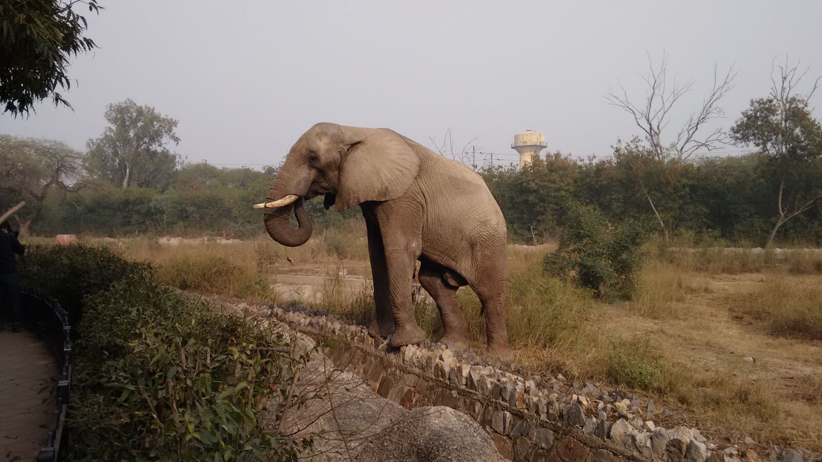 Motorola Moto G (2nd Gen) sample photo. Elephant, trunk photography