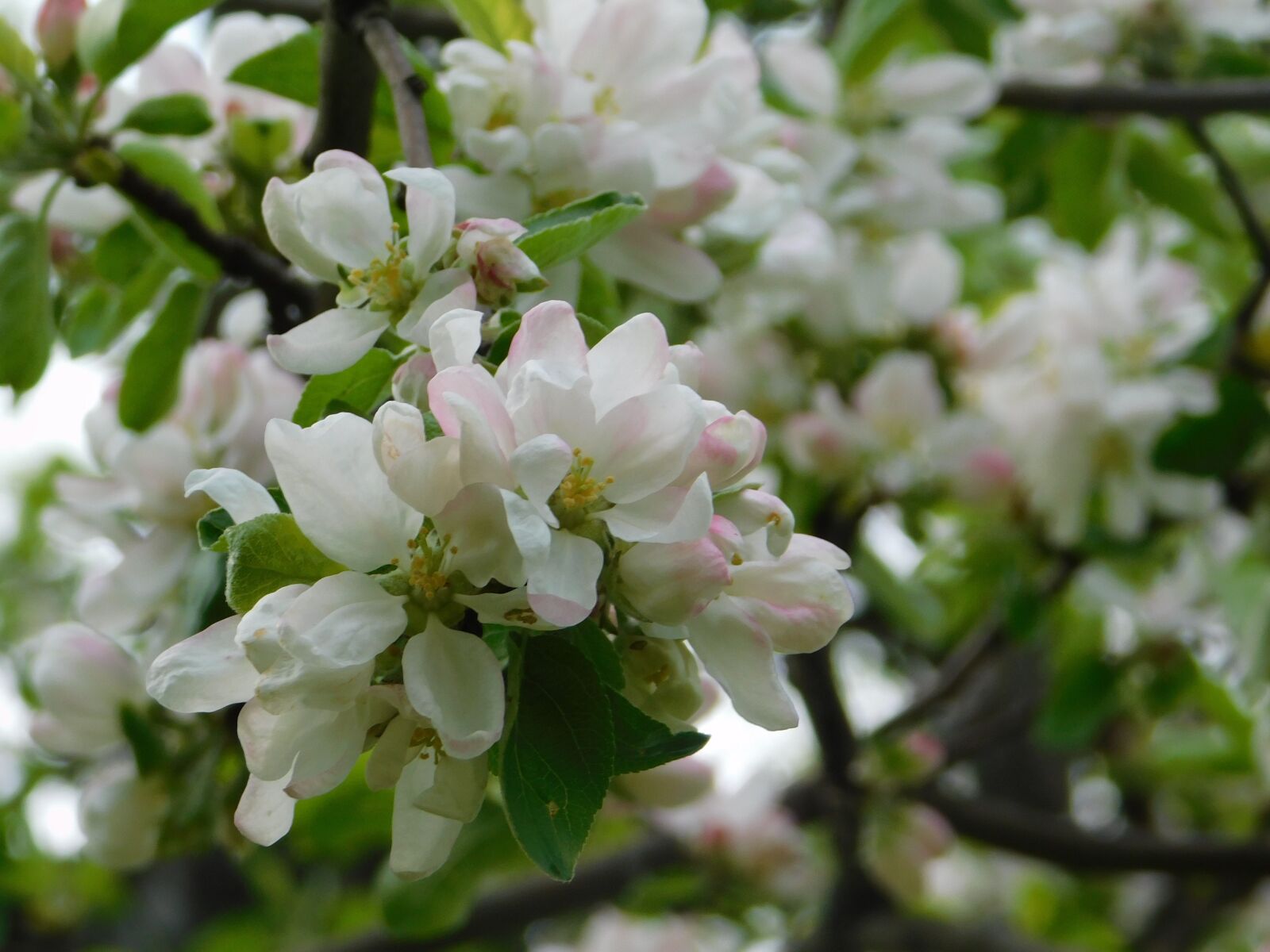 Nikon Coolpix B500 sample photo. Spring, bloom, apple tree photography