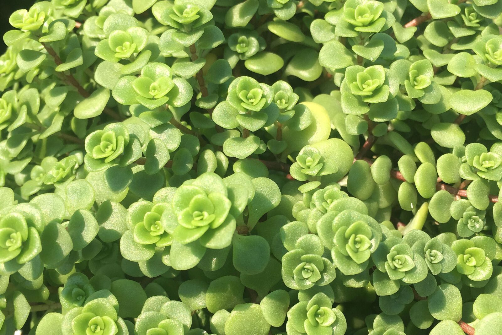 Apple iPhone 6s sample photo. Flowers plants, green, garden photography