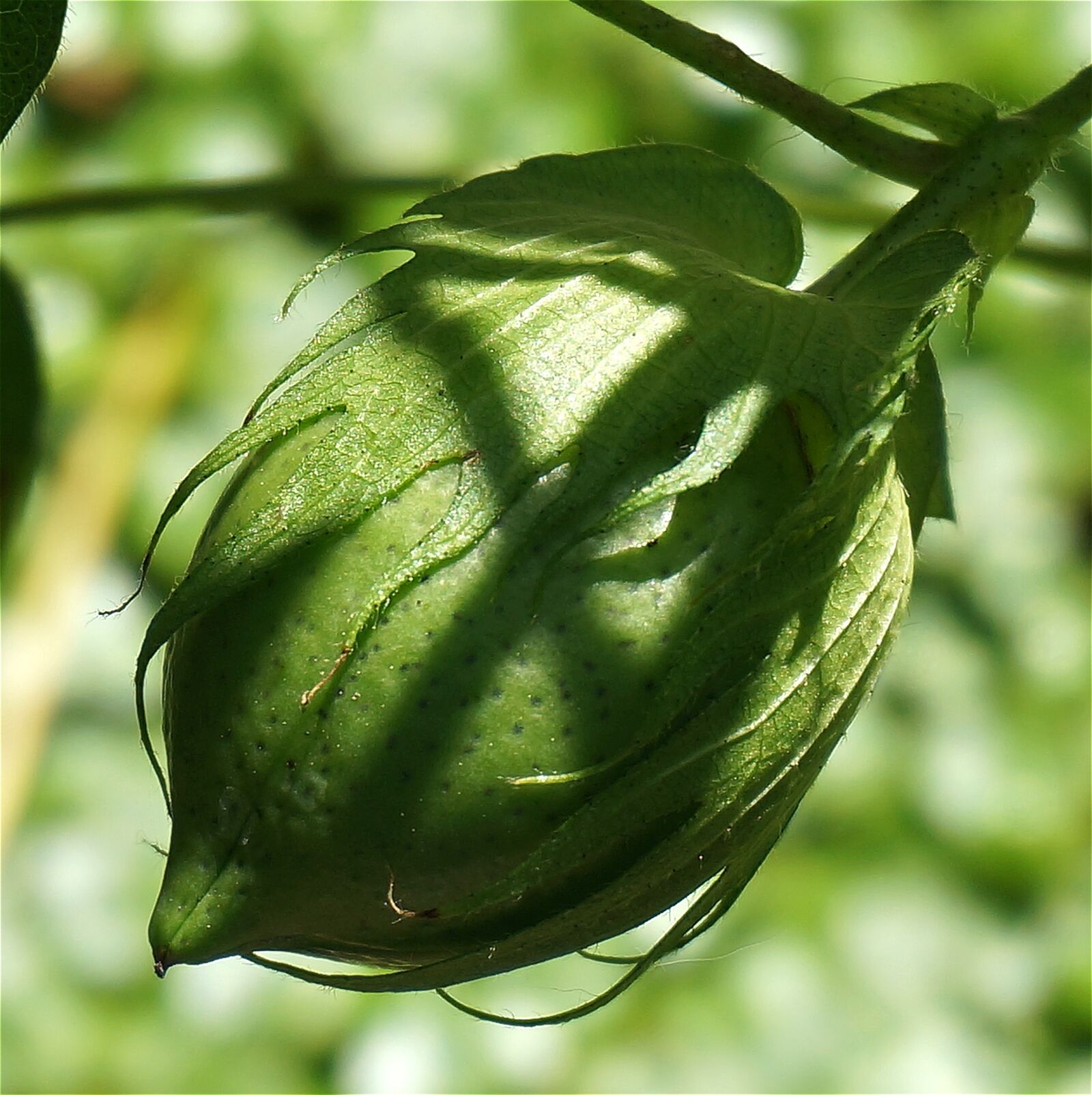 Sony Alpha NEX-5T sample photo. Green cotton boll, cotton photography