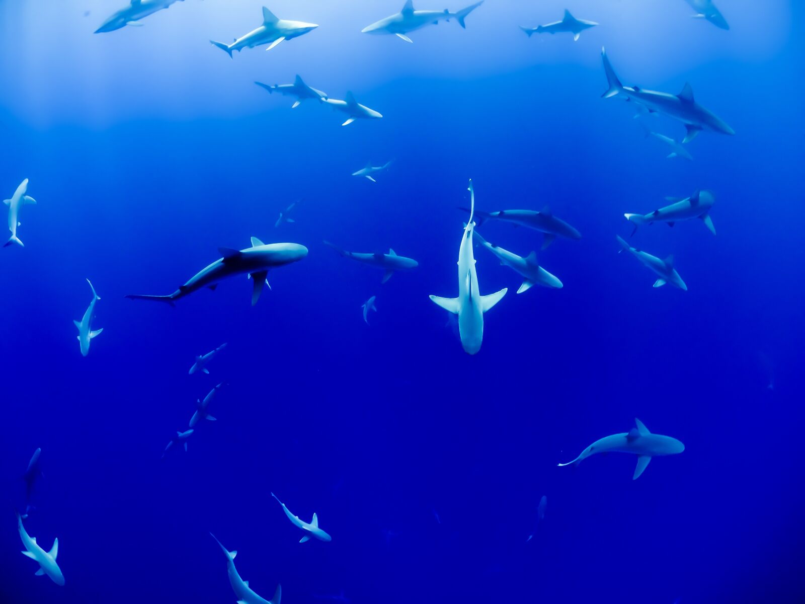 GoPro HERO4 Silver sample photo. Animal, sharks, aquarium photography