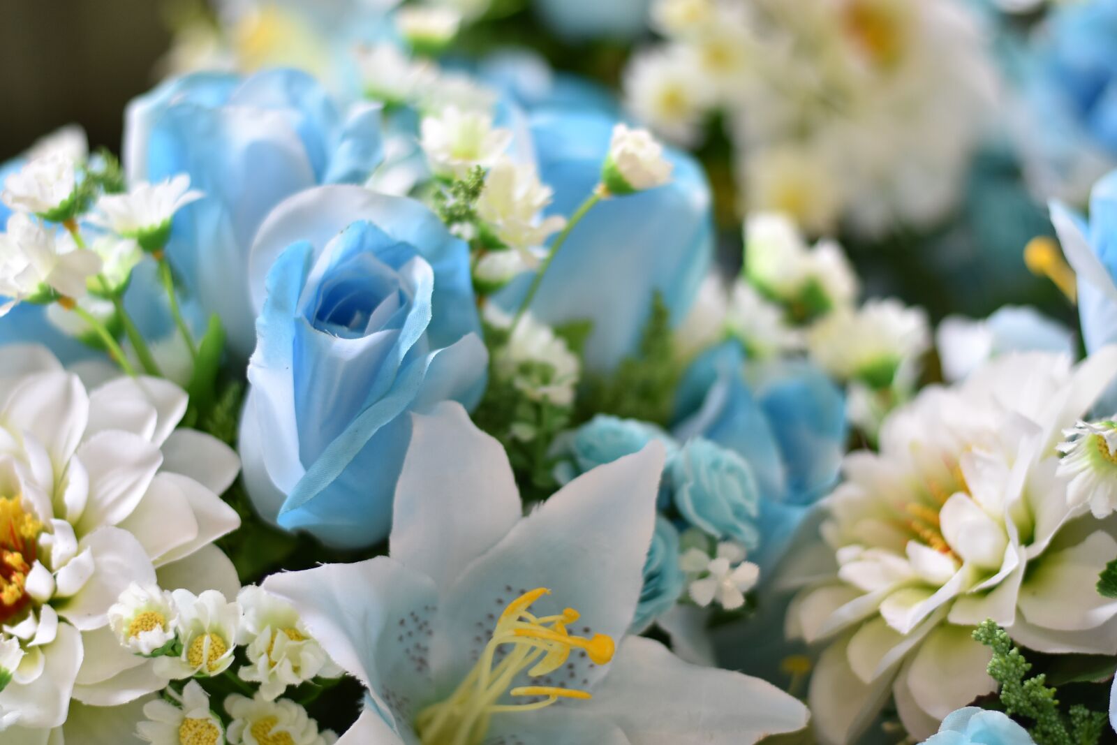 Nikon D7200 sample photo. Flower, daisy, blossom photography