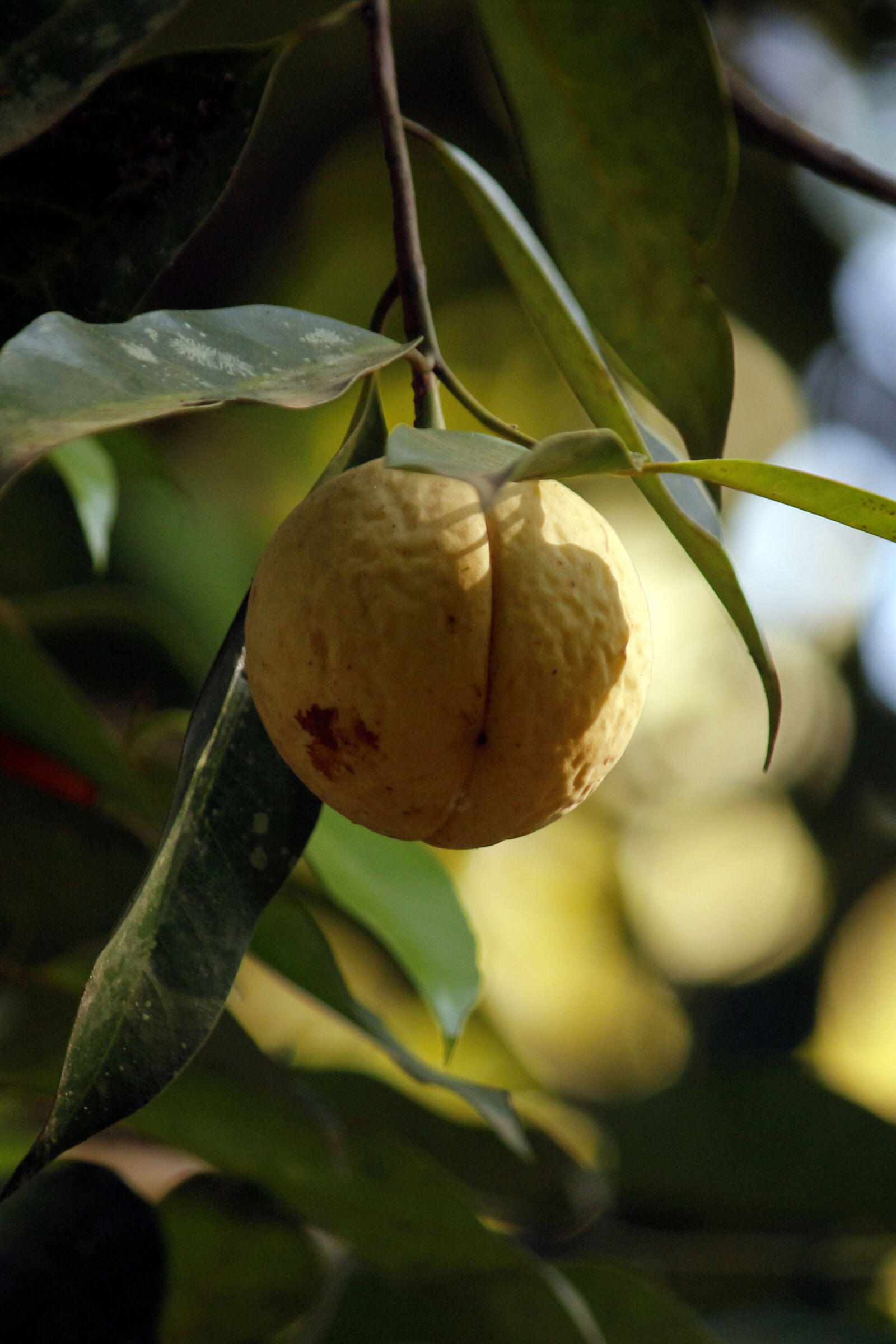 Canon EOS 700D (EOS Rebel T5i / EOS Kiss X7i) sample photo. Agriculture, food, fresh, fruit photography