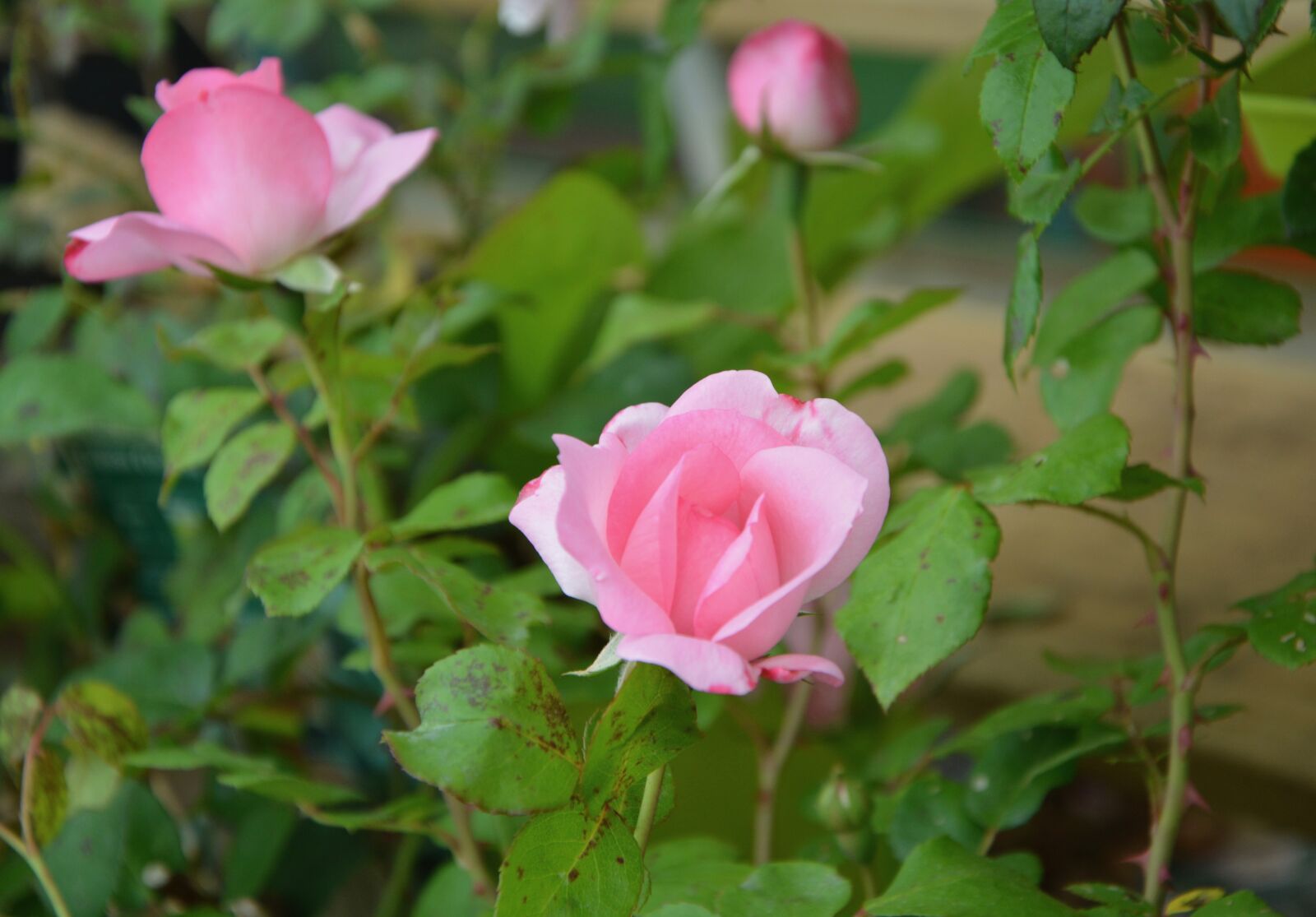 Nikon D5200 sample photo. Roses, rosebush, green leaves photography
