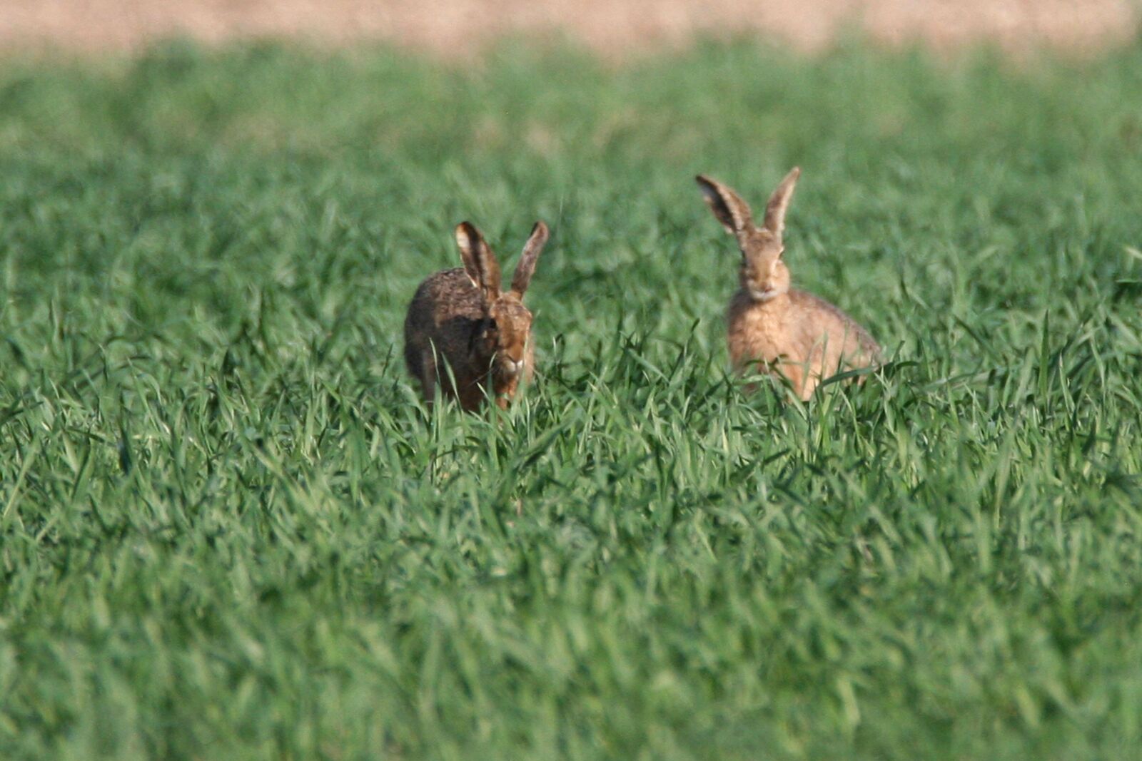 Canon EOS 350D (EOS Digital Rebel XT / EOS Kiss Digital N) sample photo. Hares, animal, easter photography