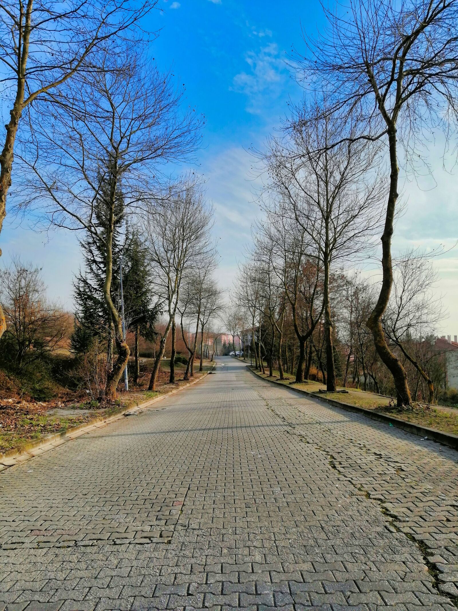 HUAWEI SNE-LX1 sample photo. Road, trees, landscape photography