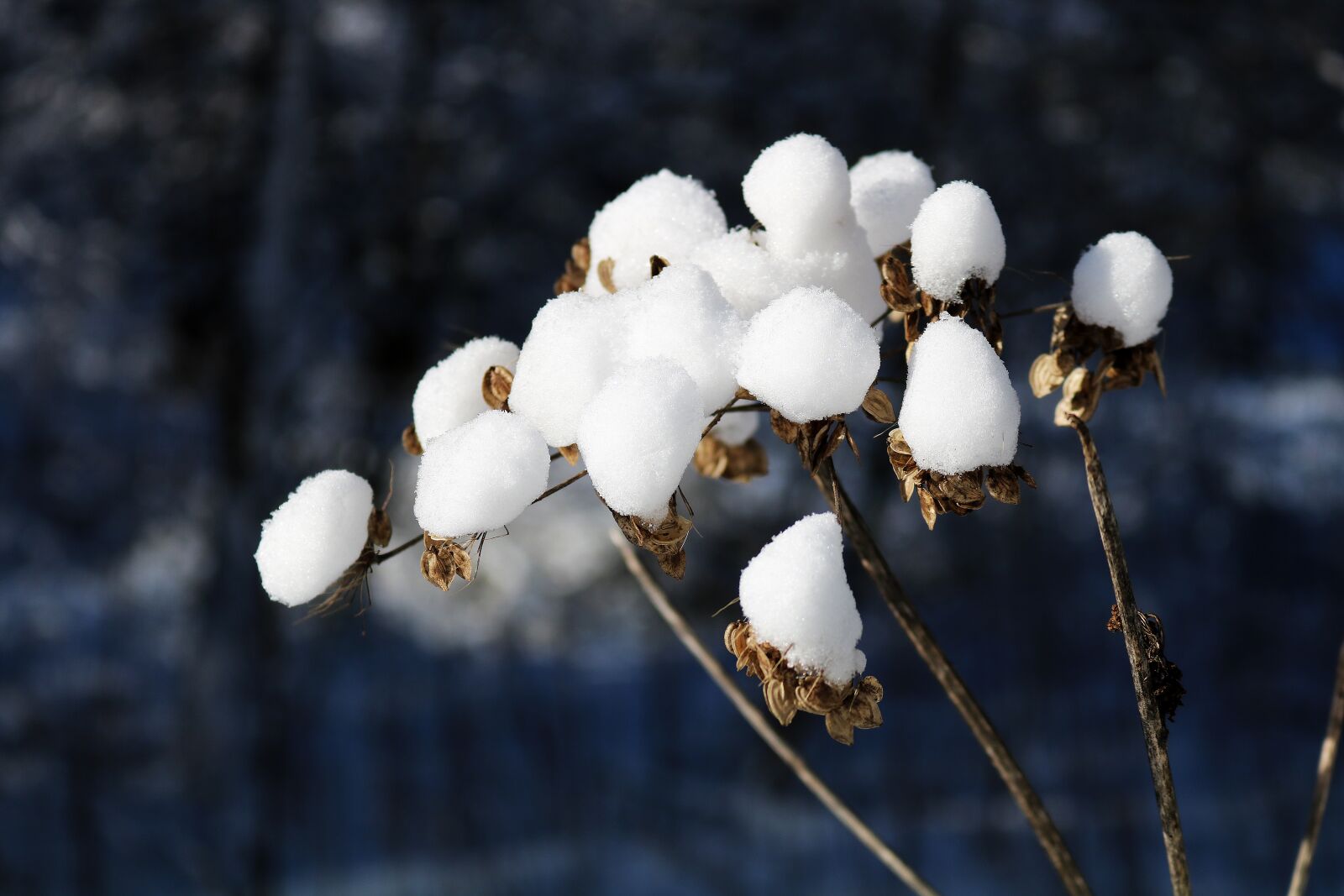 Canon EOS 750D (EOS Rebel T6i / EOS Kiss X8i) sample photo. Winter, snow, plant photography