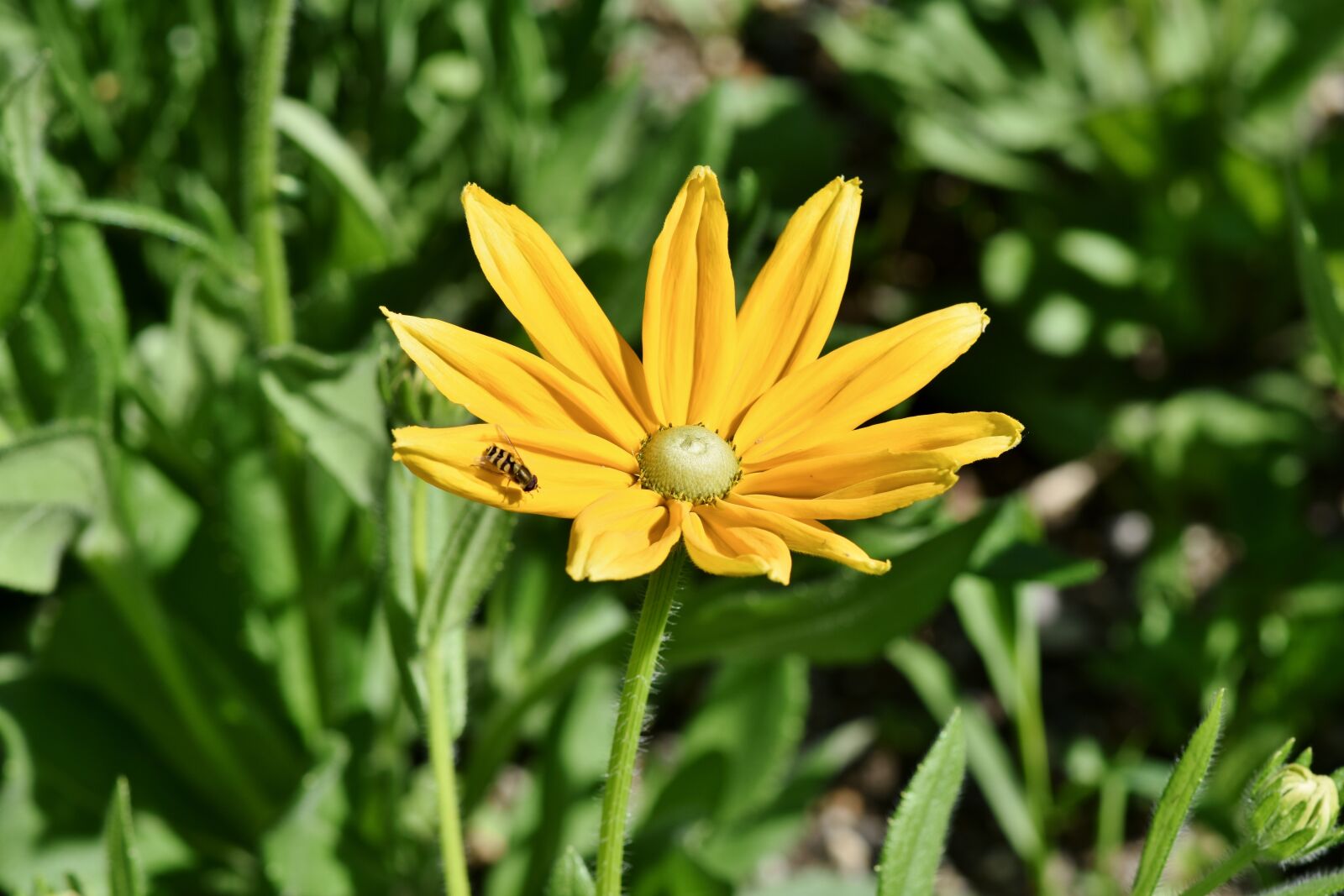 Nikon D7200 sample photo. Black eyed susan, rudbeckia photography