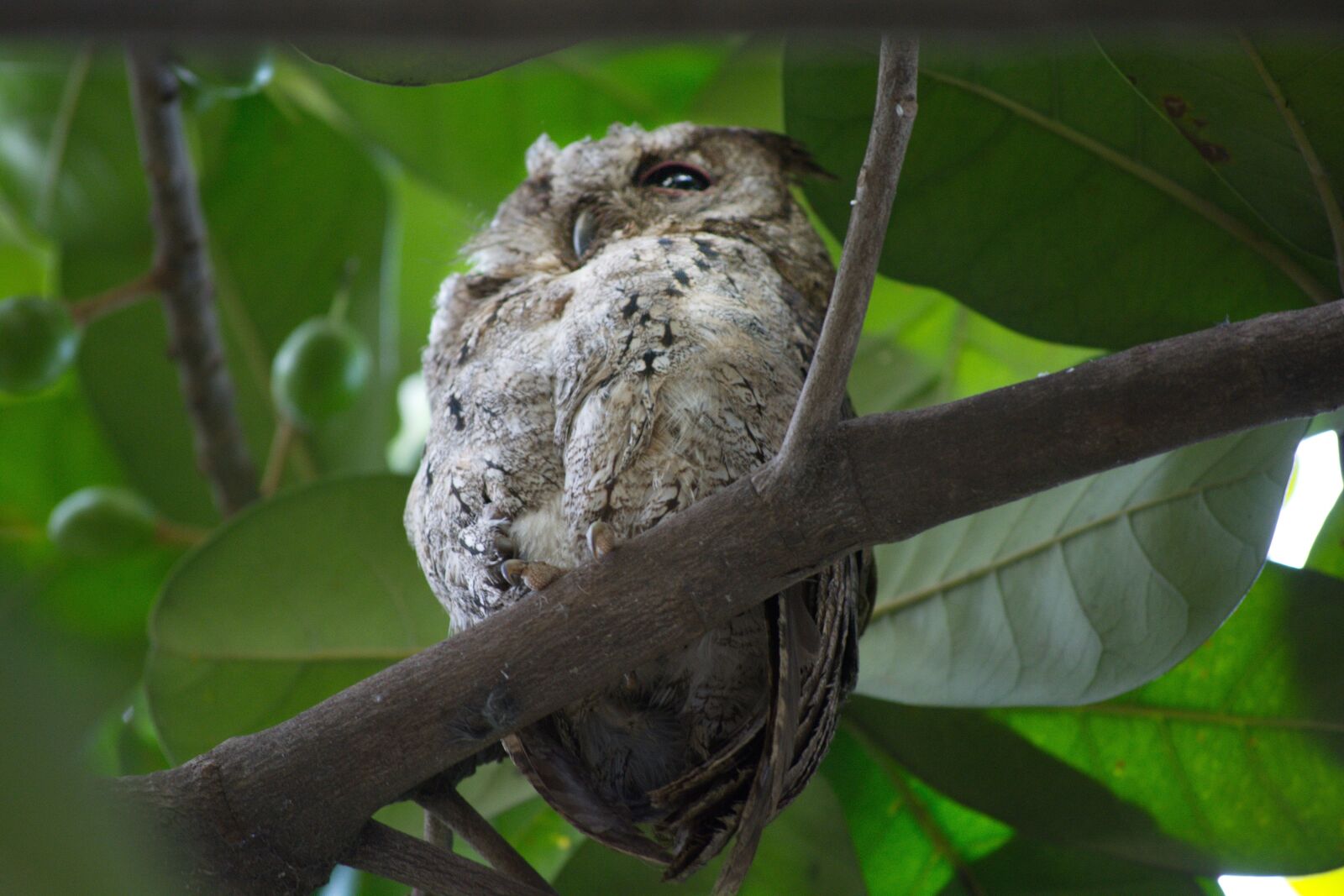 Nikon D5200 sample photo. Owl, birds, ecology photography