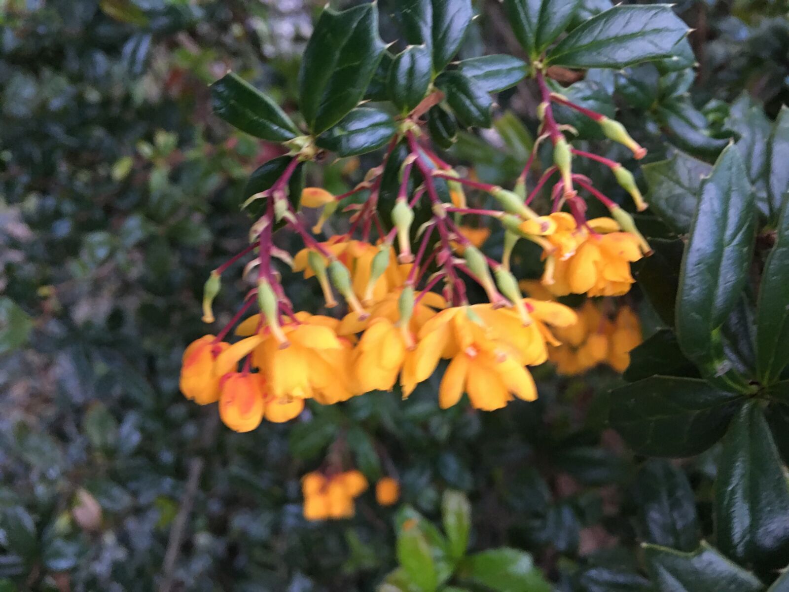 iPhone 6s Plus back camera 4.15mm f/2.2 sample photo. Penarth, flowers, curate photography