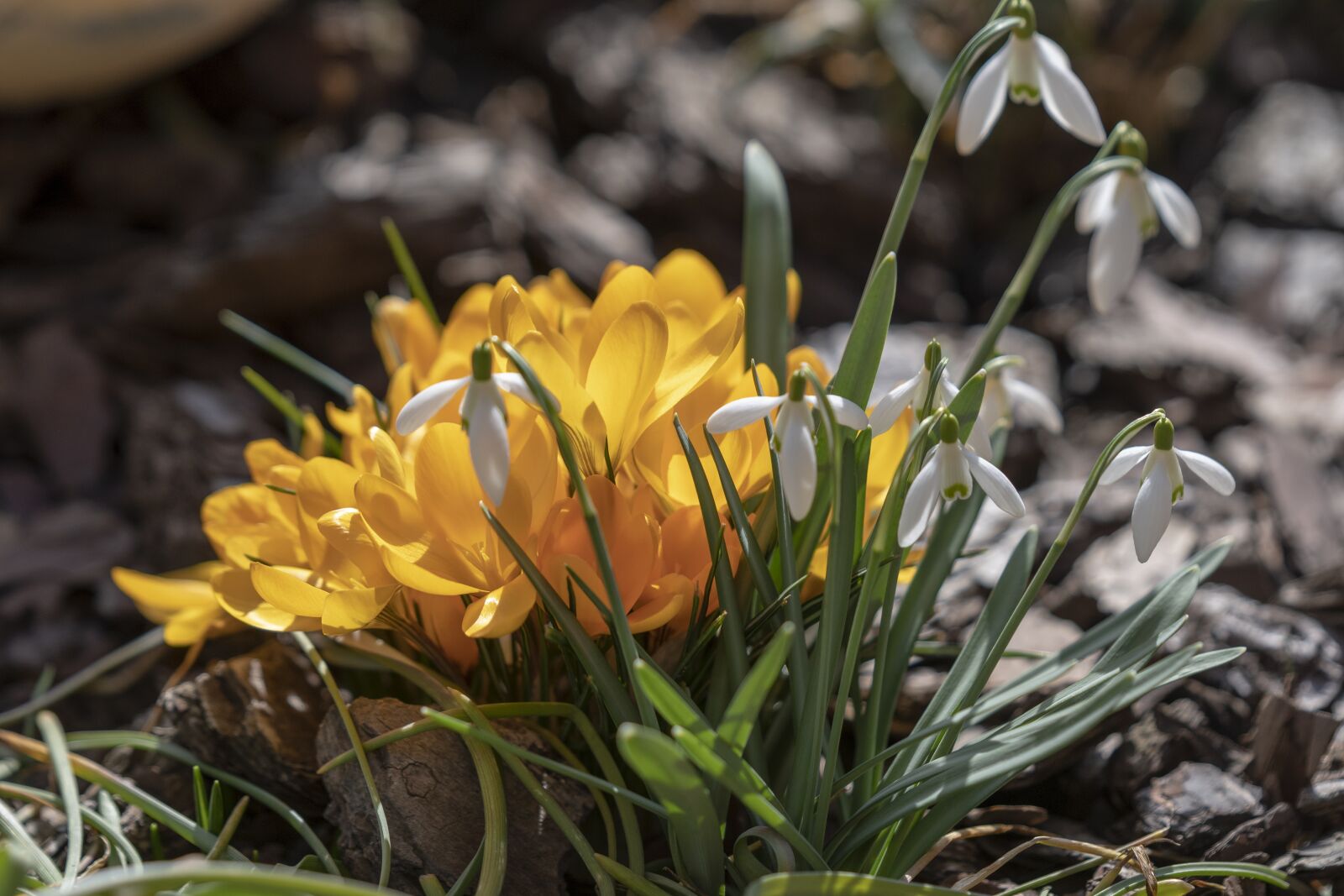 Nikon D7500 sample photo. Spring, snežienky, garden photography