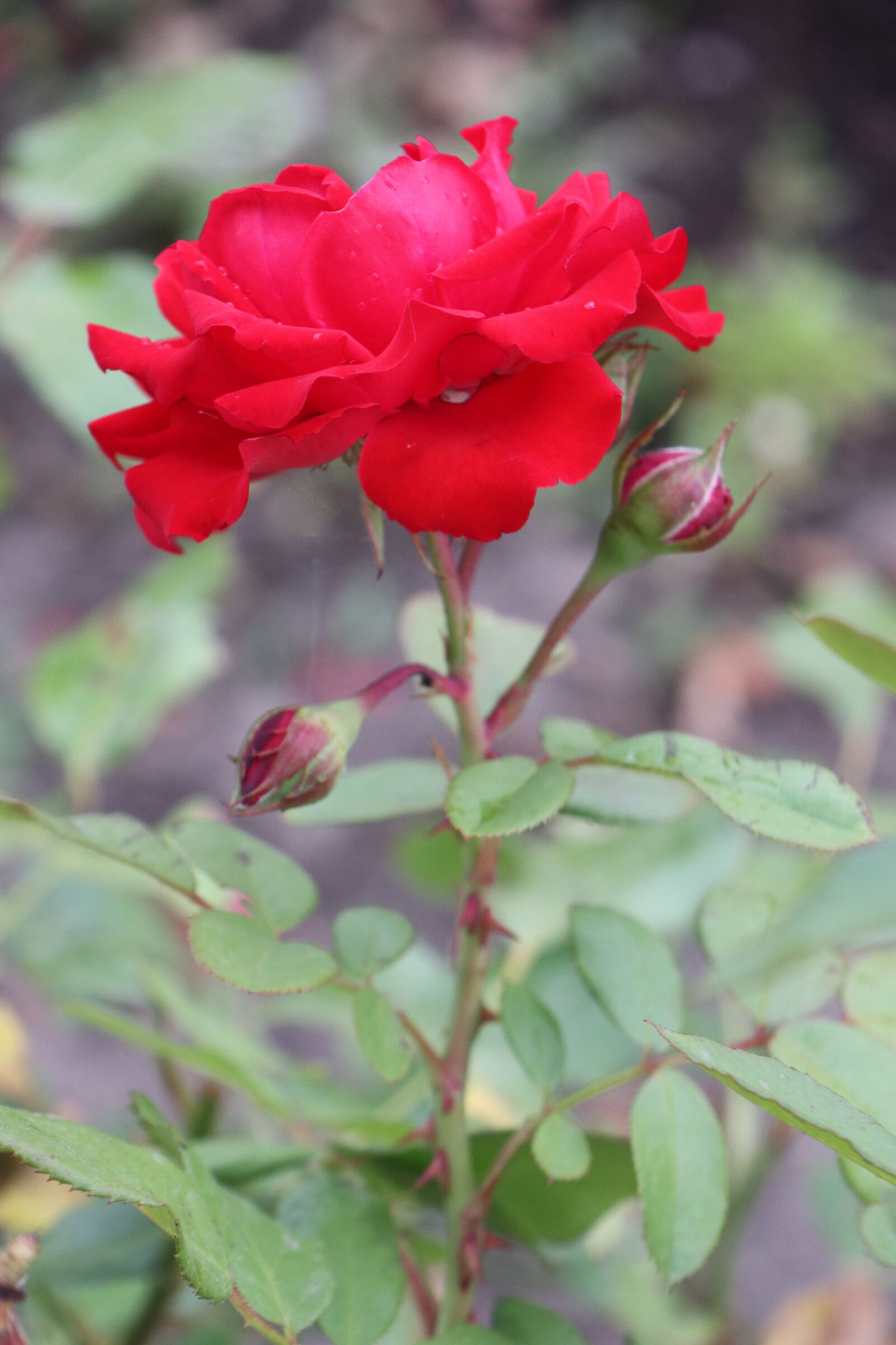 Canon EOS M6 sample photo. Summer, garden, rose photography