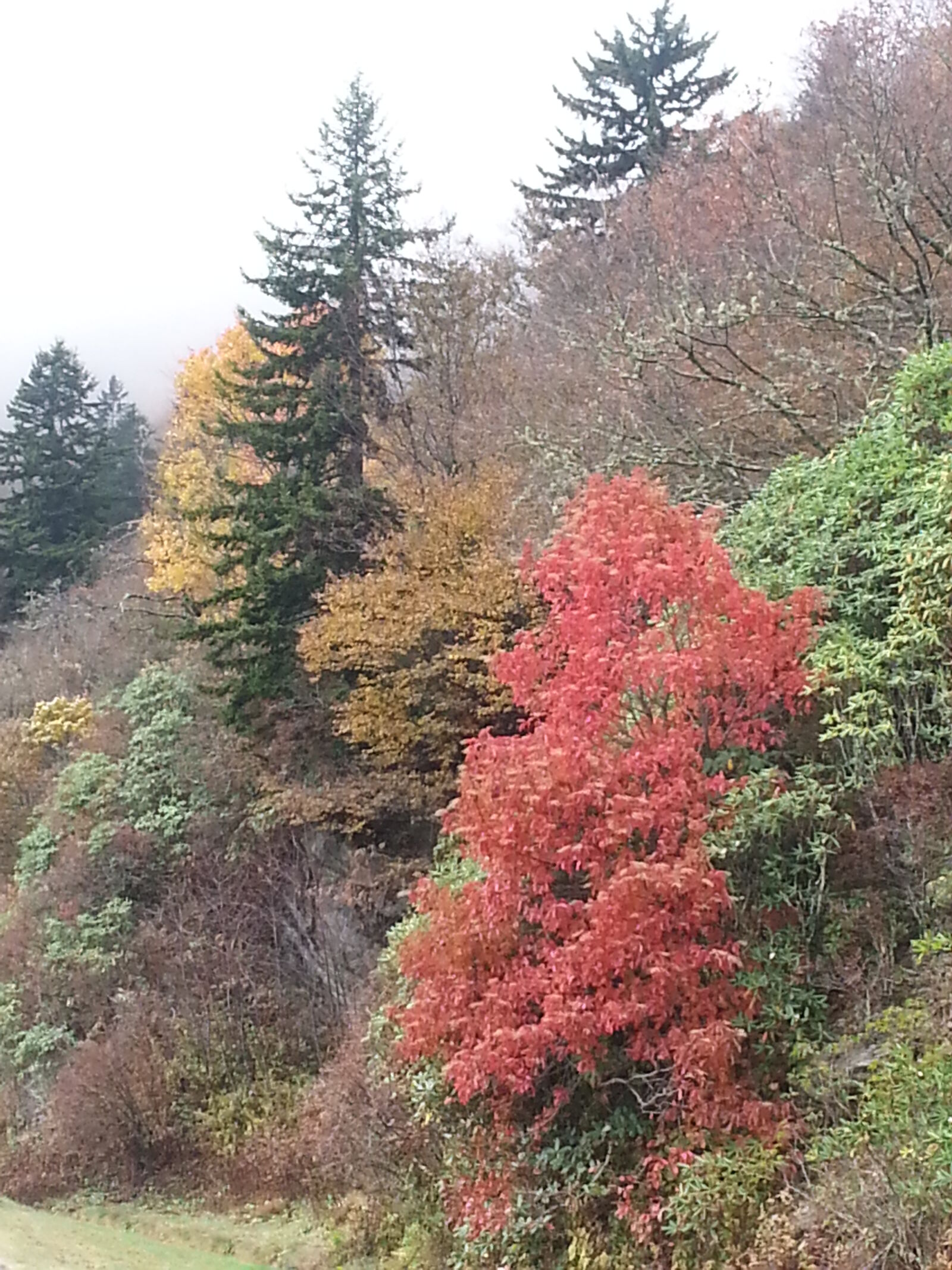 Samsung Galaxy S3 sample photo. Fall, foliage photography