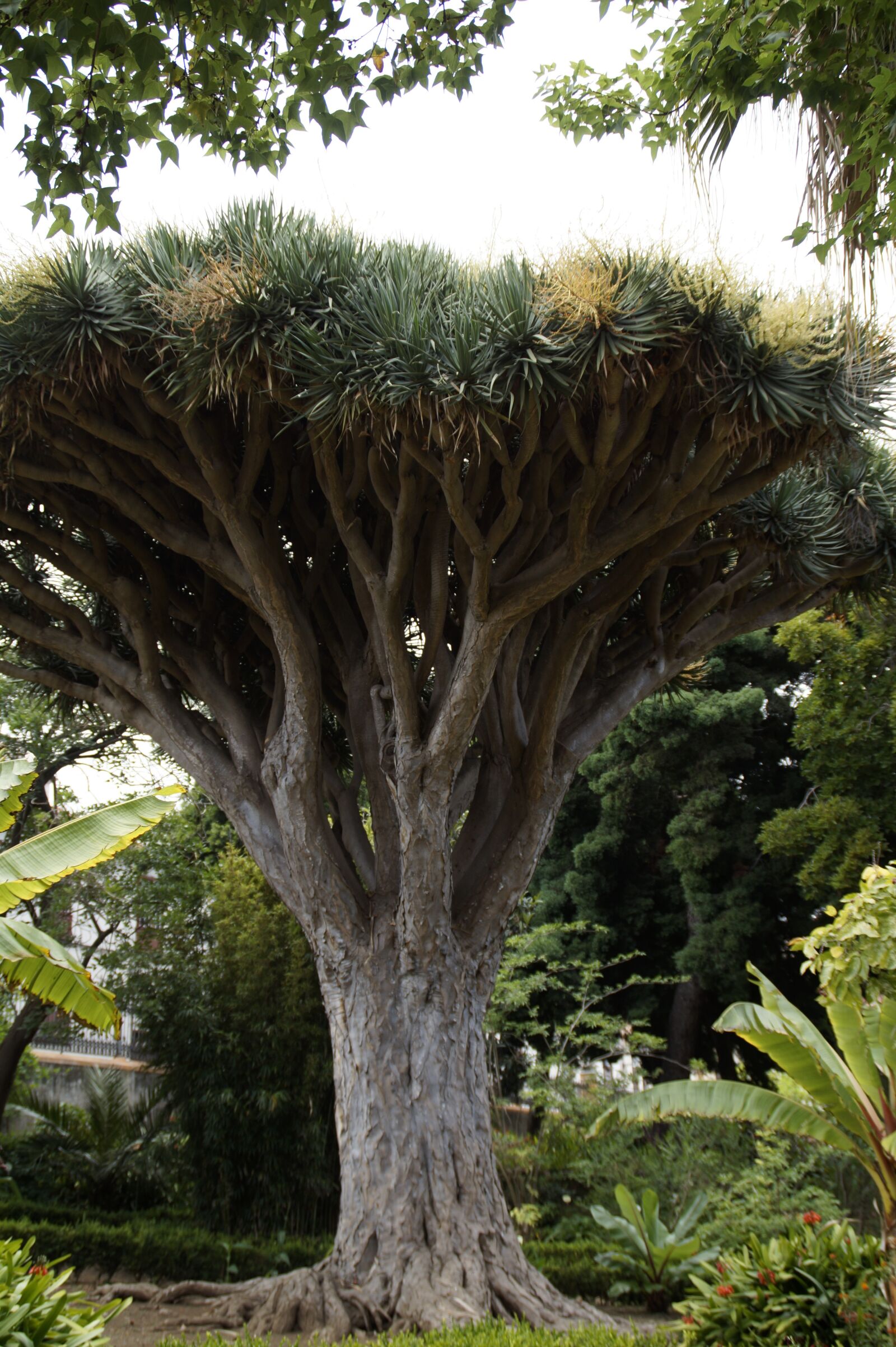 Sony SLT-A58 sample photo. Dragon tree, tree, tenerife photography