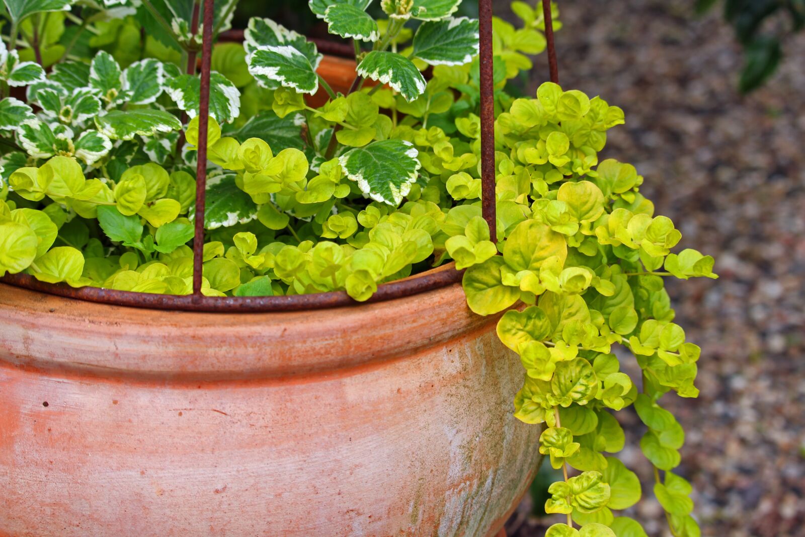 Canon EF-S 55-250mm F4-5.6 IS STM sample photo. Terracotta, pot, garden photography