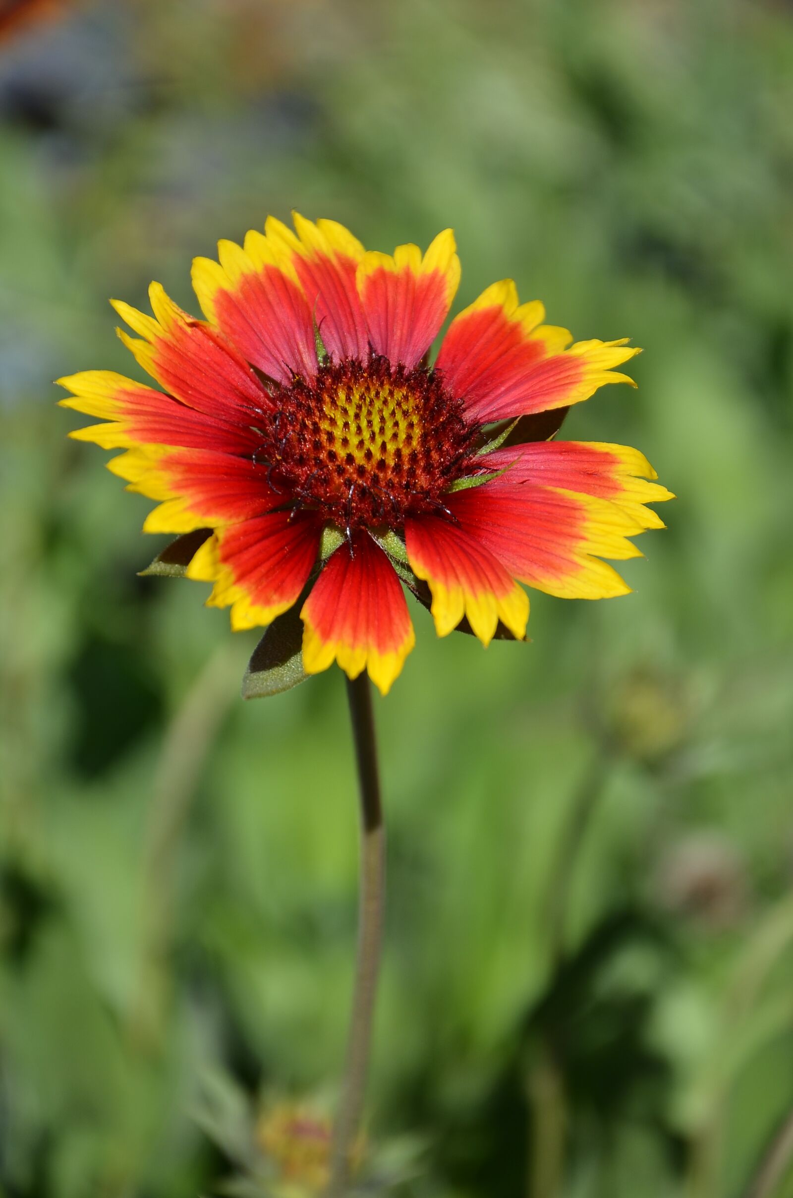 Nikon D7000 sample photo. Flower, plant, spring photography
