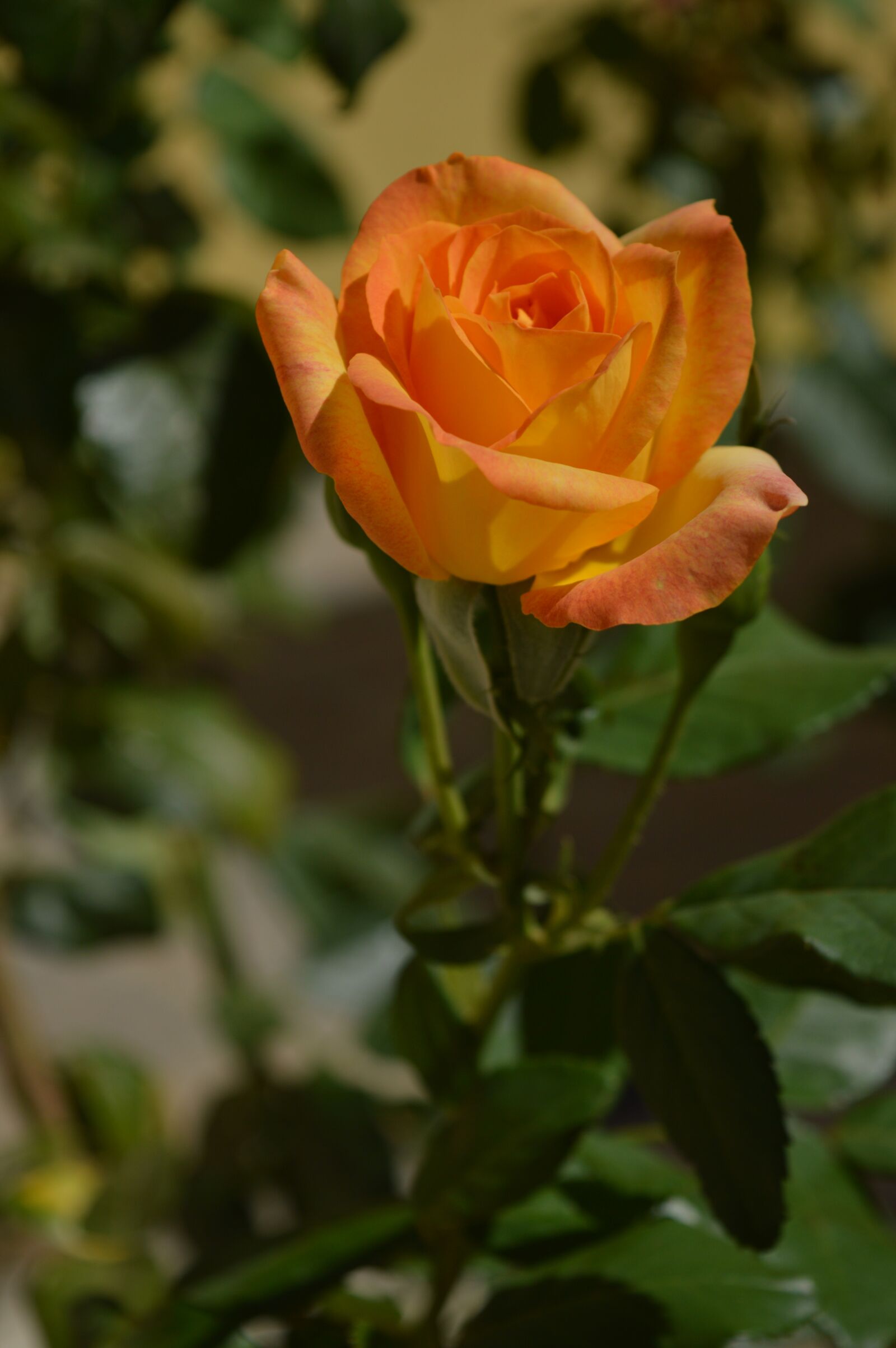 Nikon D3200 sample photo. Rose bush, yellow, blurred photography