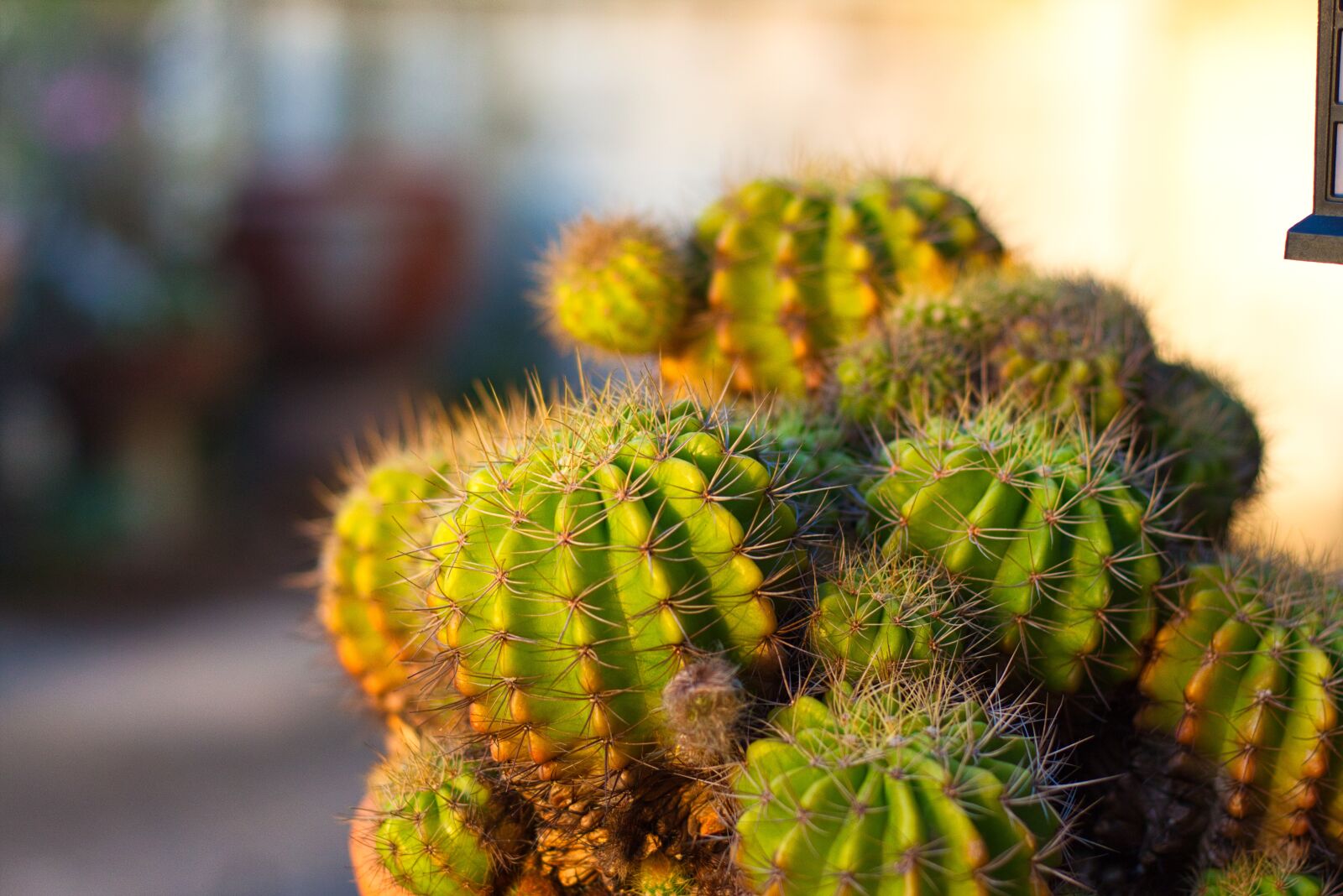 Canon EOS 700D (EOS Rebel T5i / EOS Kiss X7i) + Canon EF 50mm F1.8 STM sample photo. Plant, spikes, thorns photography