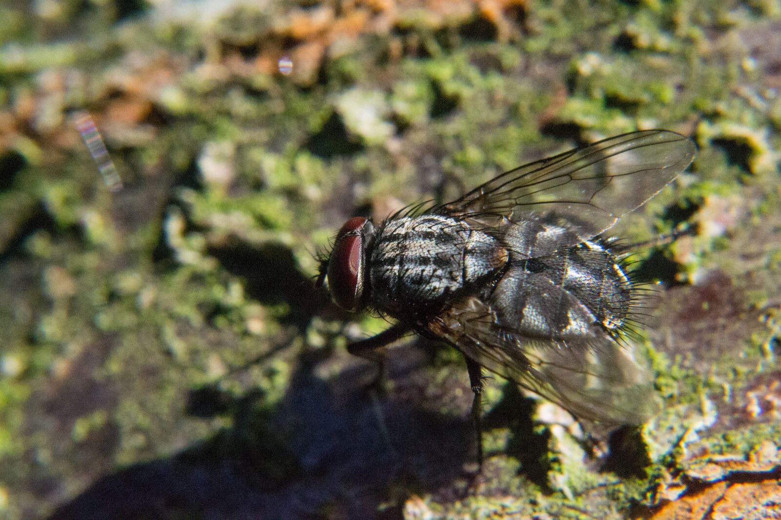 Nikon D3100 sample photo. Fly, insect, close up photography