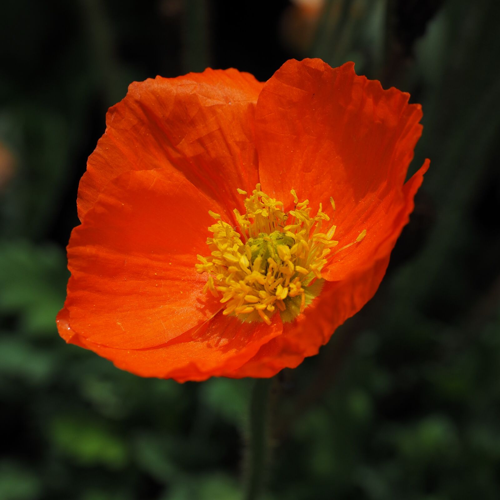 Olympus OM-D E-M1 + Olympus M.Zuiko Digital ED 12-40mm F2.8 Pro sample photo. Poppy, red, klatschmohn photography
