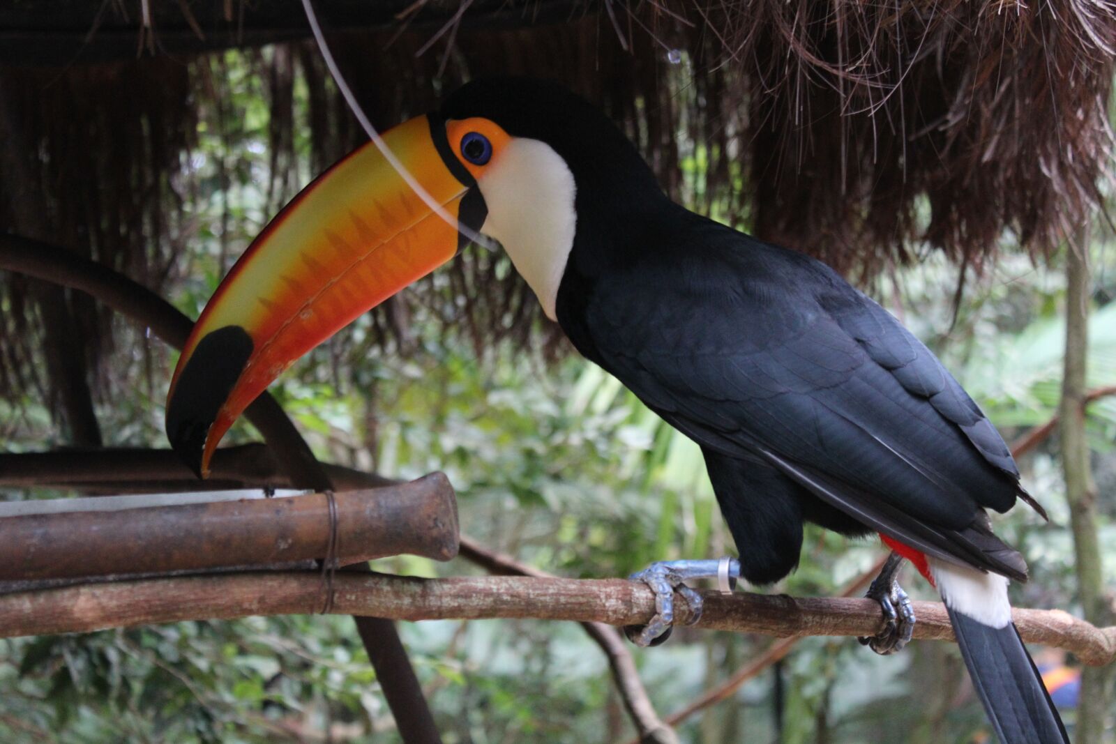 Canon EOS 1200D (EOS Rebel T5 / EOS Kiss X70 / EOS Hi) sample photo. Tucano, fauna, brazil photography
