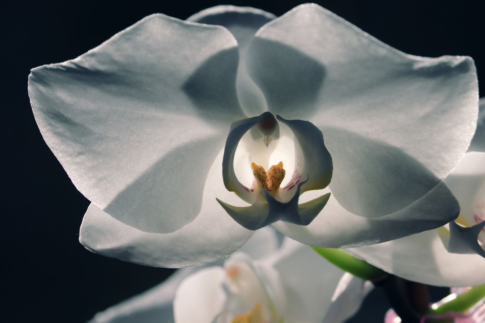 Canon EOS 200D (EOS Rebel SL2 / EOS Kiss X9) sample photo. Orchid, blossom, bloom photography