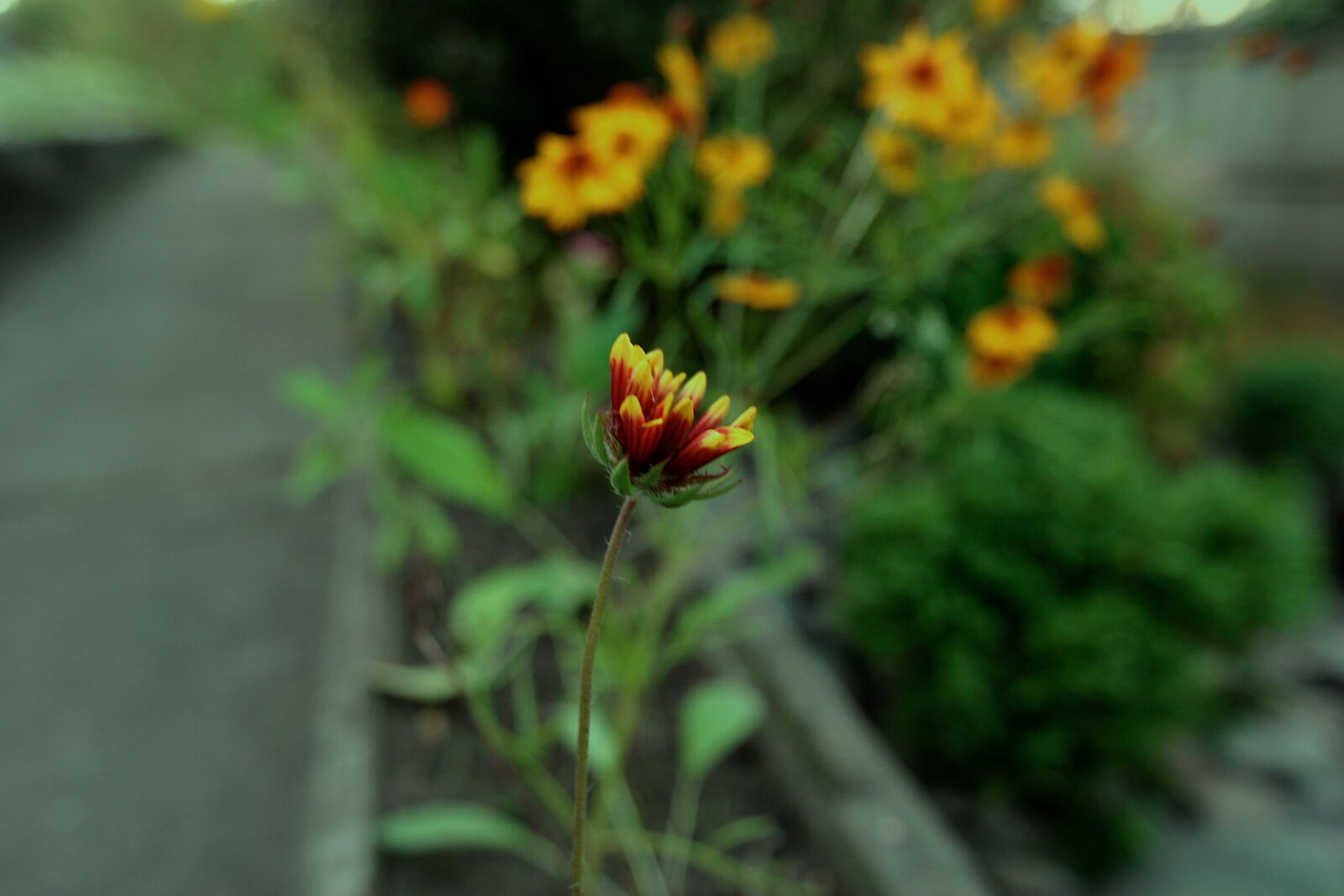 Canon EOS 20D sample photo. Blurred, background, colourful, flower photography