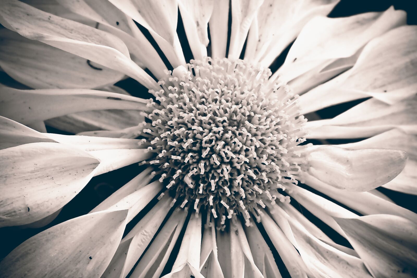 Olympus OM-D E-M10 sample photo. Marguerite, flower, nature photography