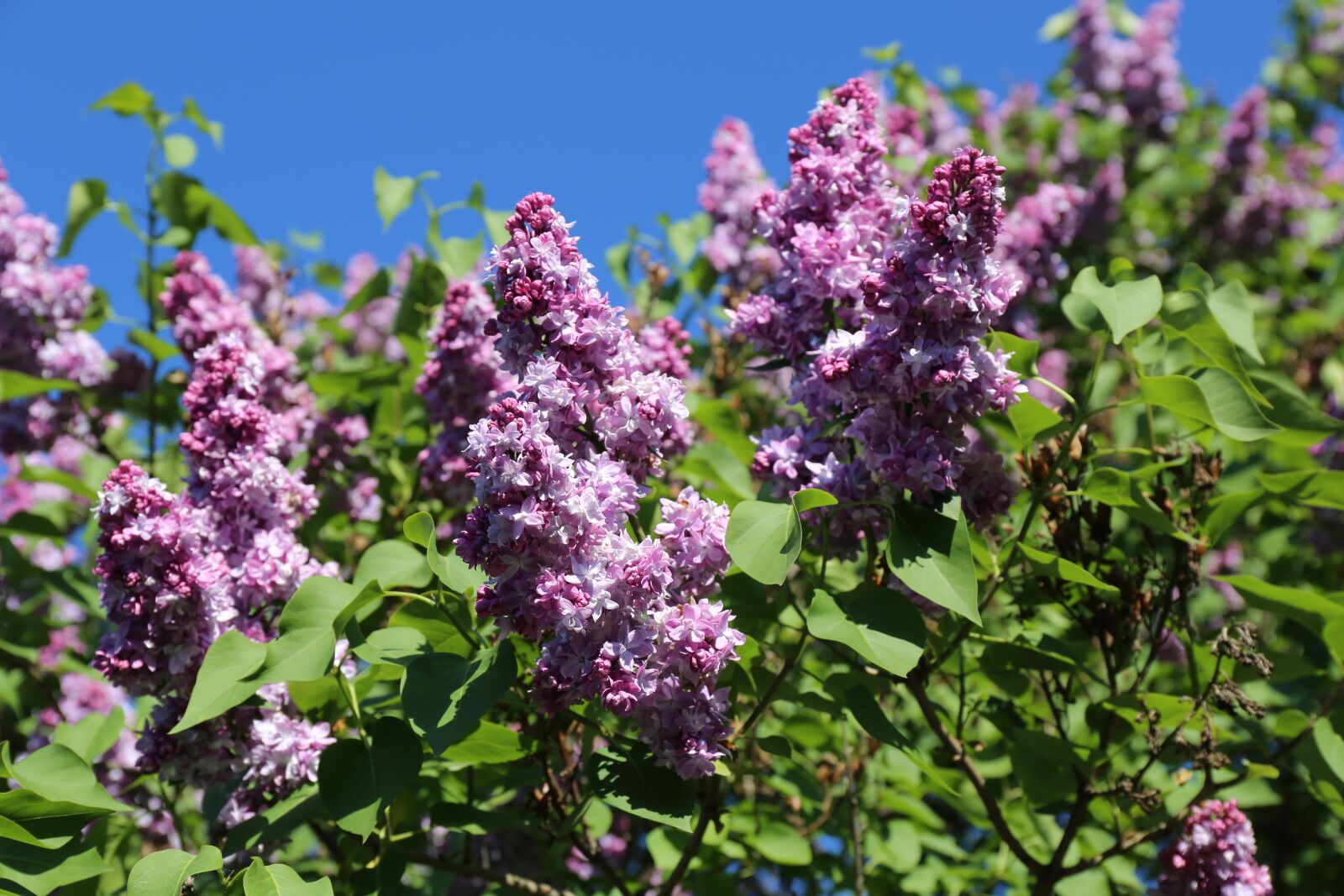 Canon EF 24-70mm F4L IS USM sample photo. Garden, flowering, floral photography