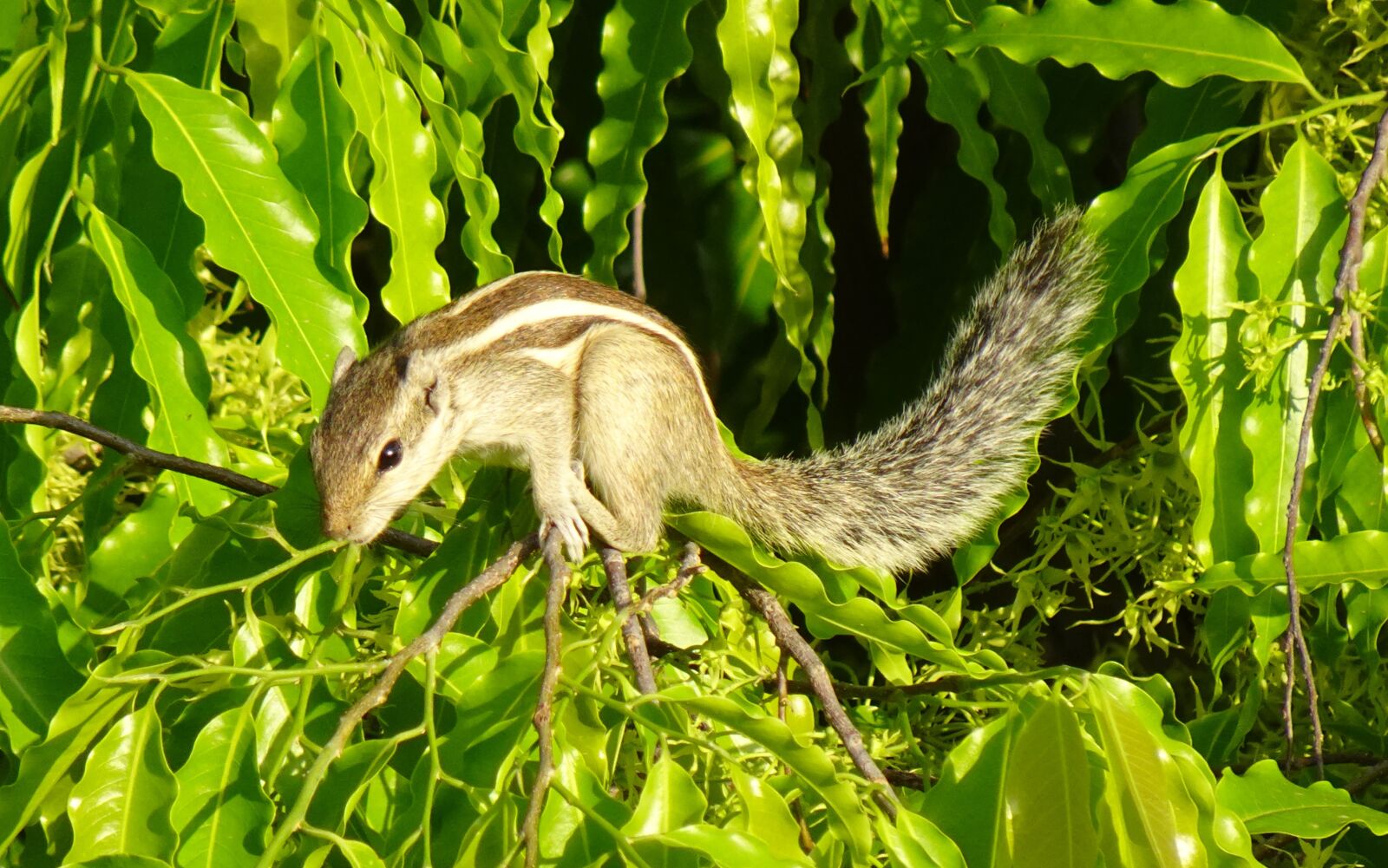 Sony DSC-WX800 sample photo. Squirrel, indian palm squirrel photography