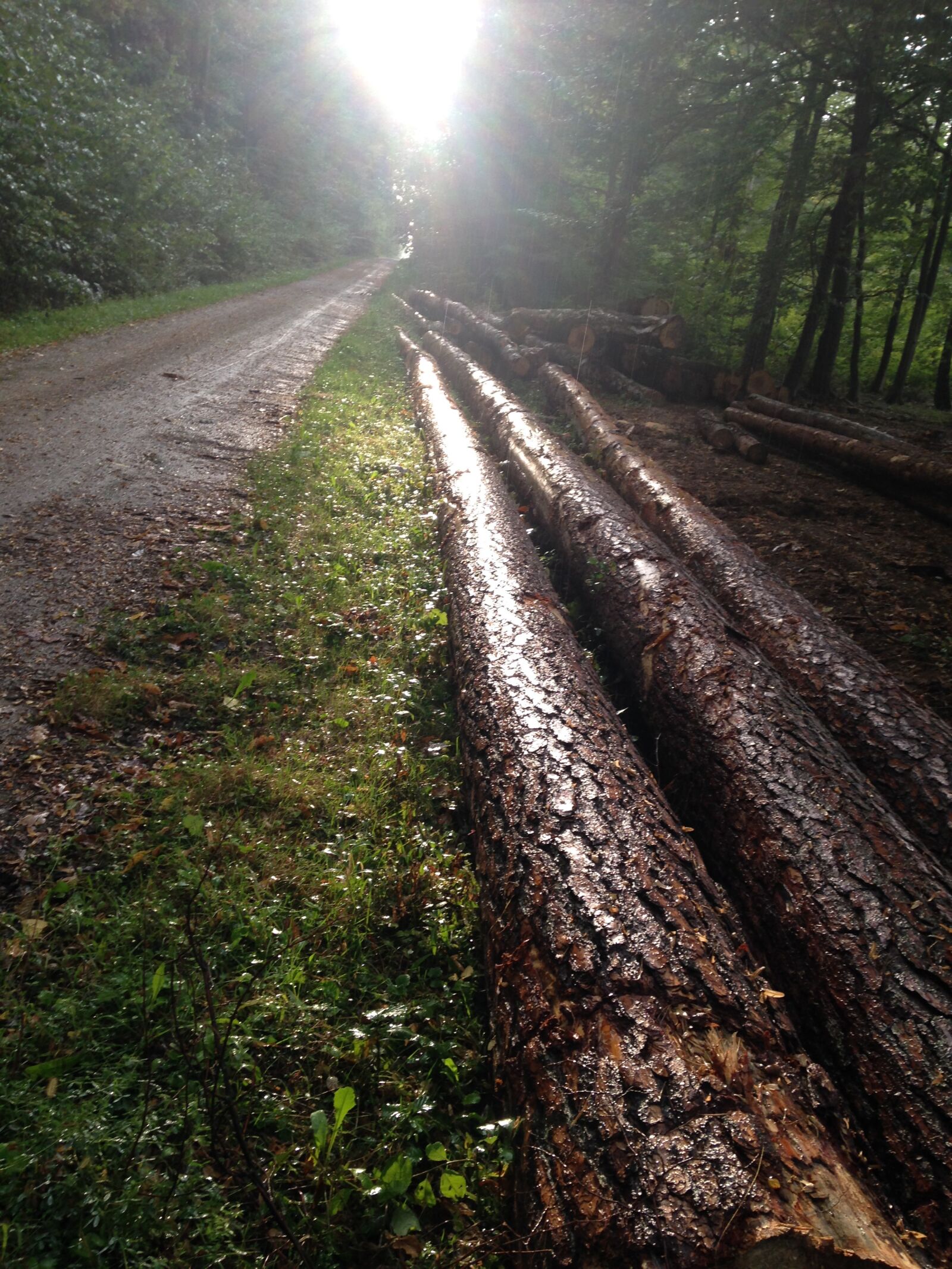 iPhone 5c back camera 4.12mm f/2.4 sample photo. Forest, logs, cutting photography