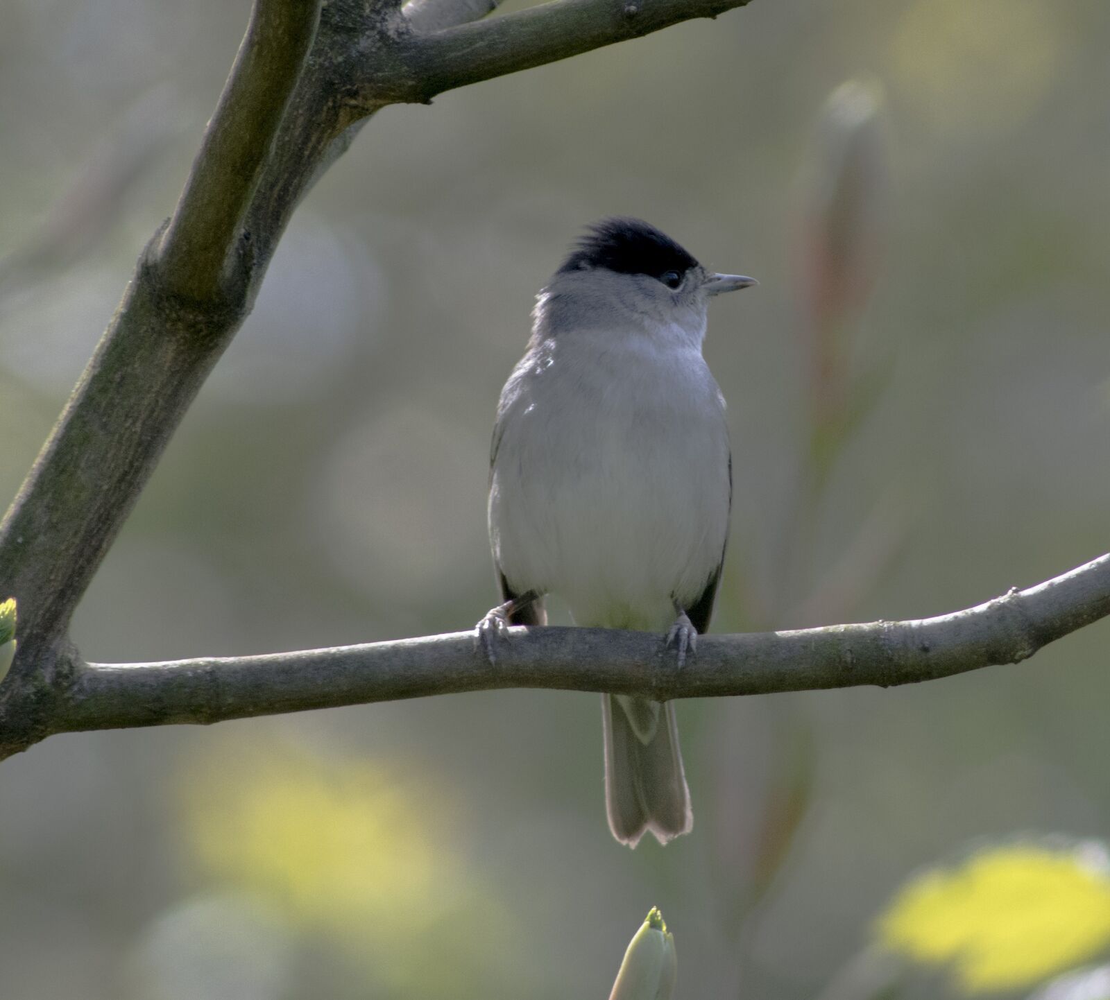 Nikon D5200 sample photo. Blackcap, bird, tree photography