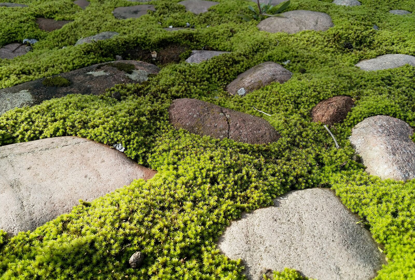 HMD Global Nokia 8 sample photo. Nature, moss, rock photography