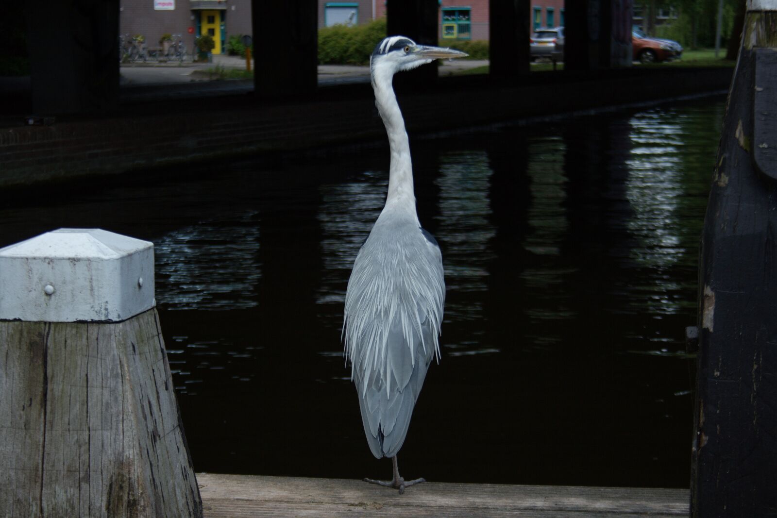 Canon EOS 400D (EOS Digital Rebel XTi / EOS Kiss Digital X) sample photo. Grey heron, heron, bird photography