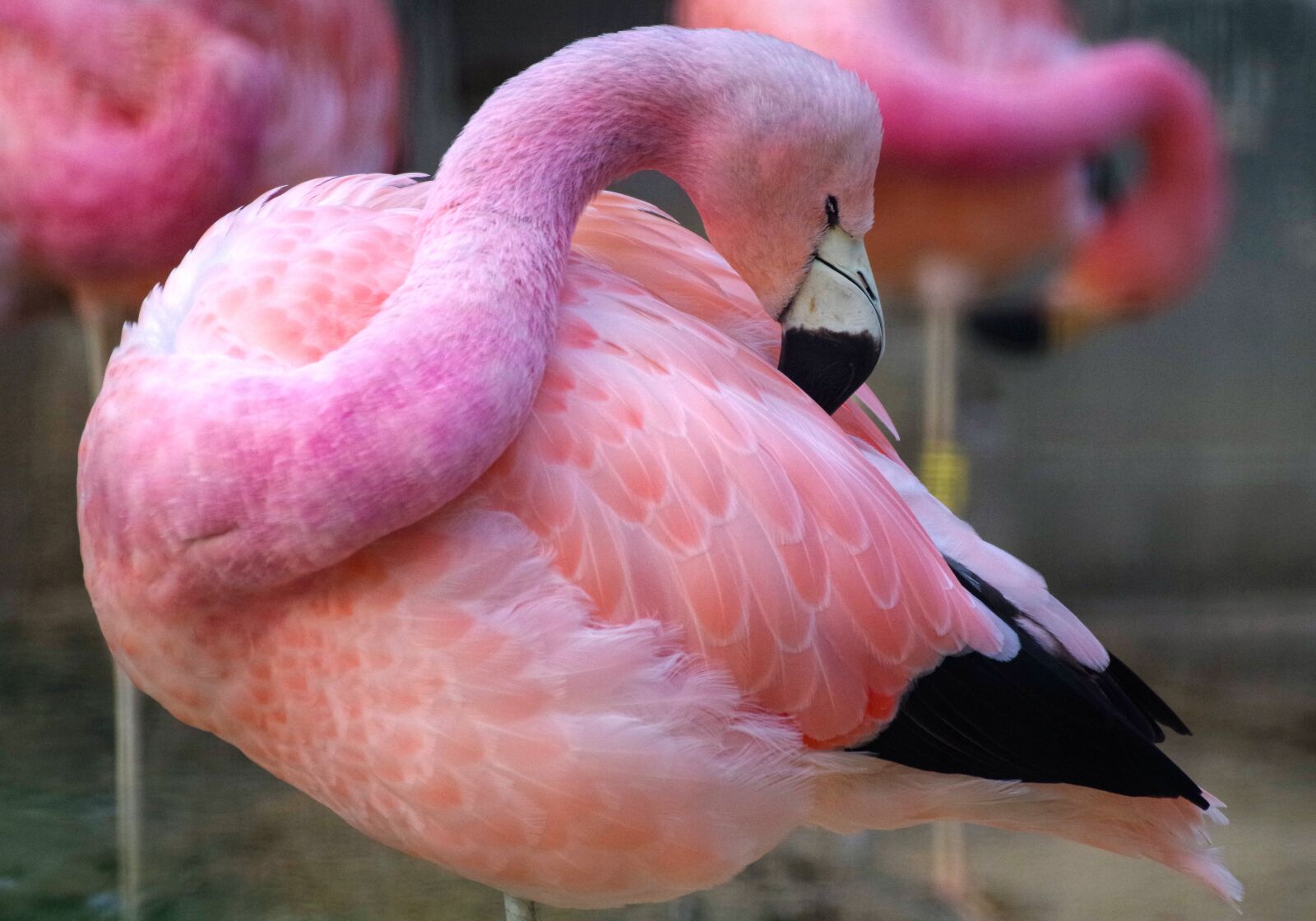 Pentax K-30 sample photo. Flamingo, pink, zoo photography