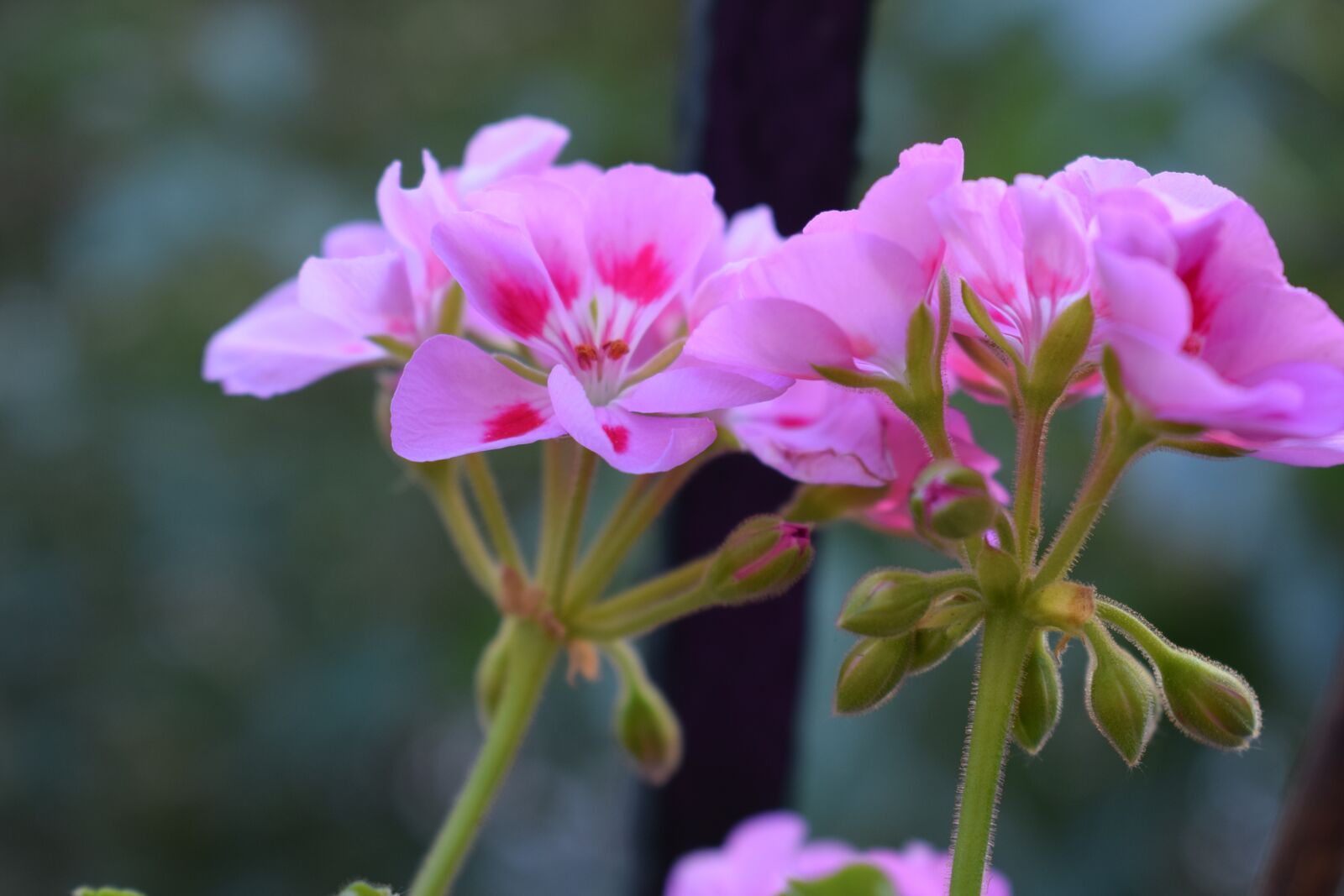 Nikon D3300 sample photo. Geranium, pelargonium, pink flower photography