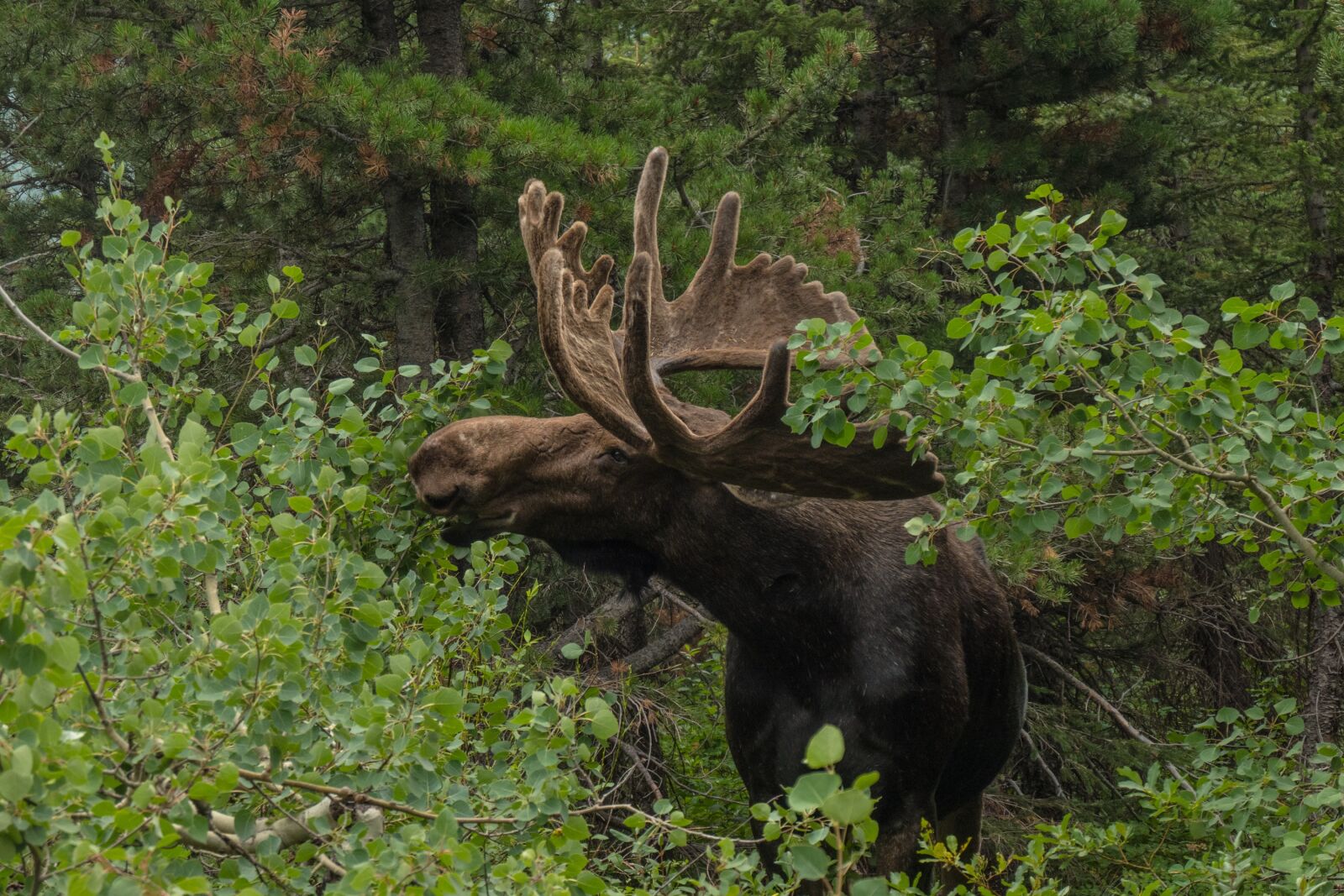 Panasonic DC-TZ200 sample photo. Moose, wildlife, animal photography