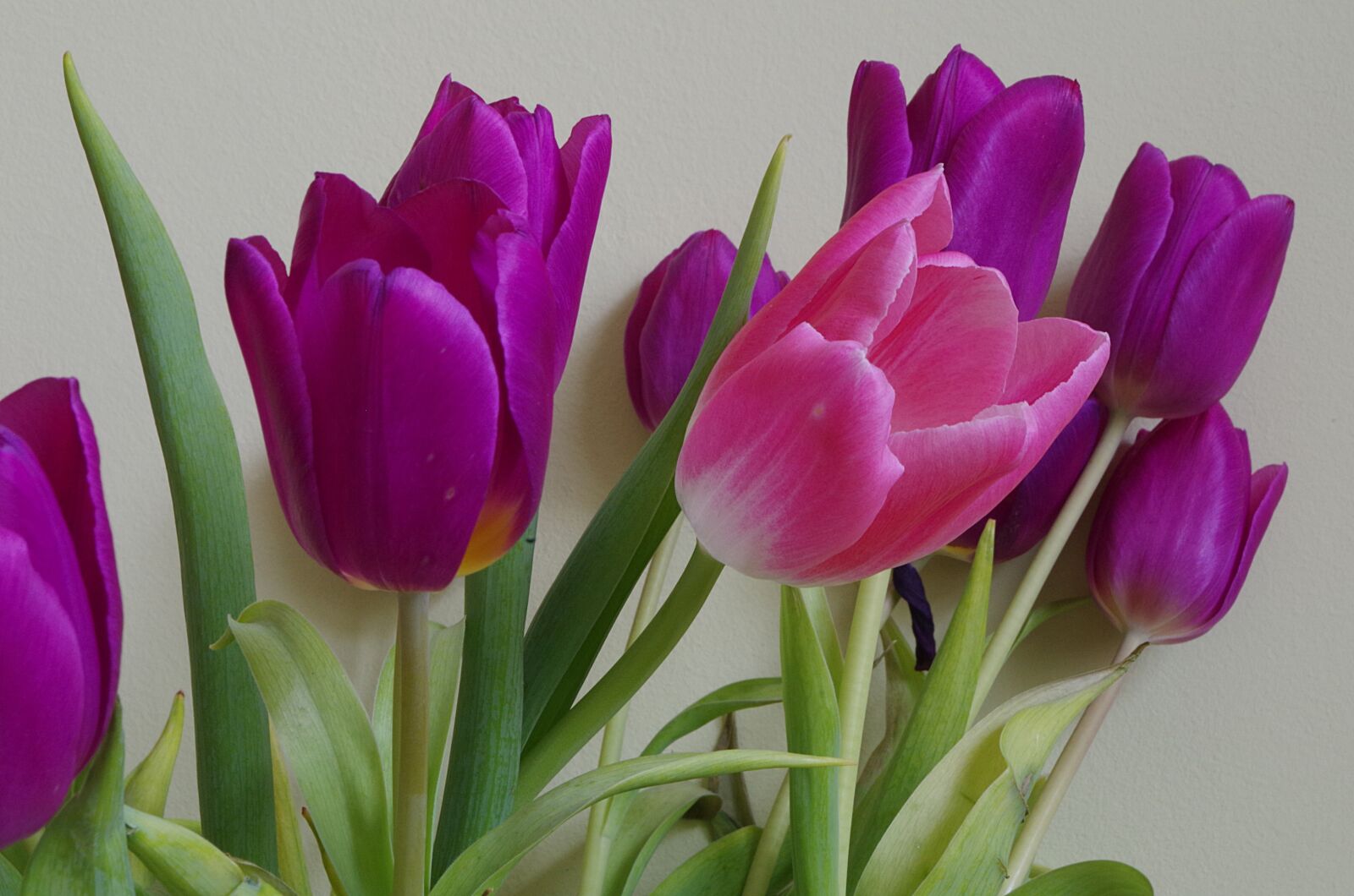 Pentax K-50 sample photo. Flowers, tulips, posy photography