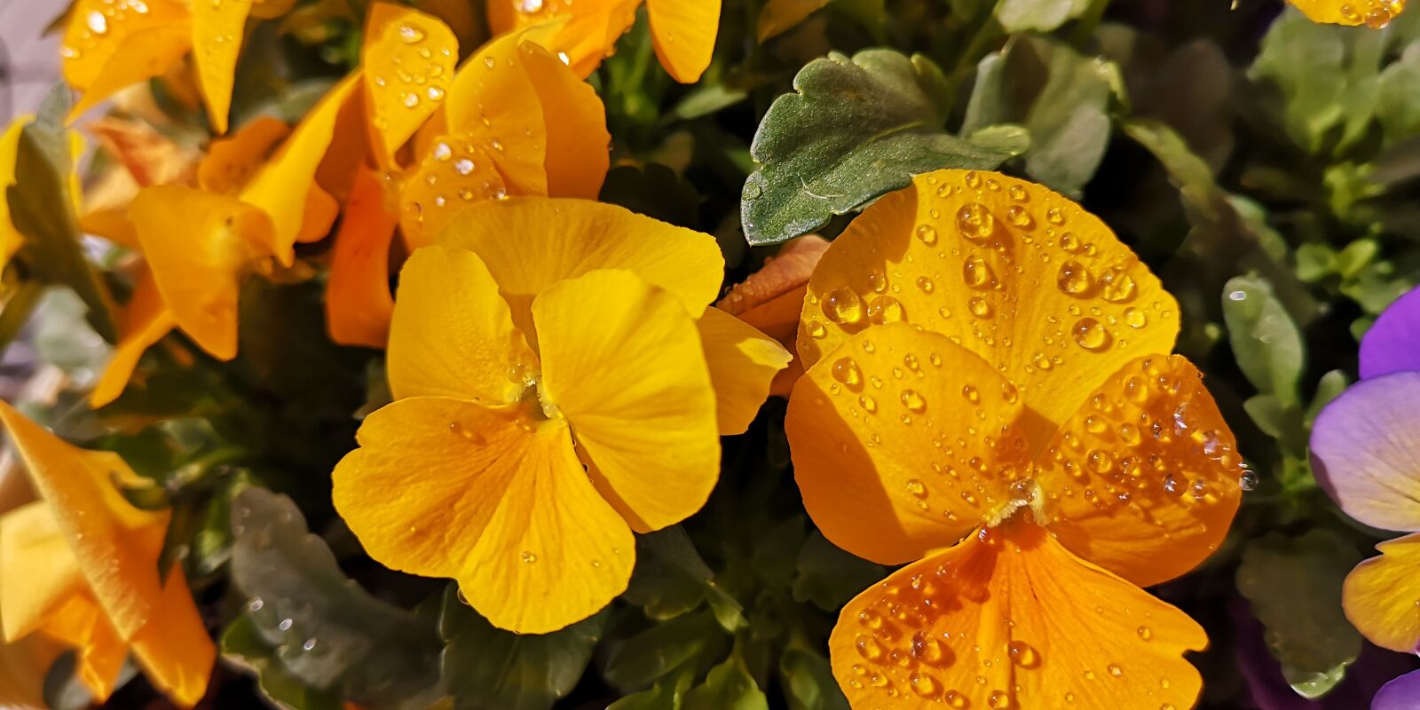HUAWEI P20 sample photo. Plant, flowers, raindrop photography