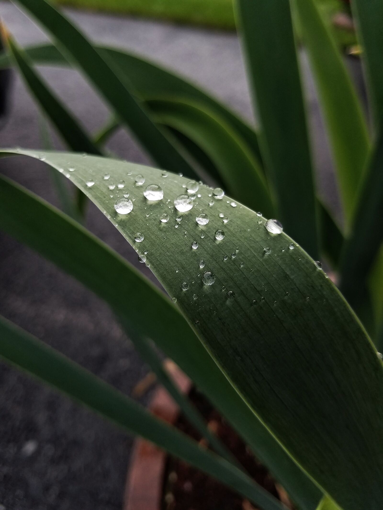 Samsung Galaxy S7 Edge sample photo