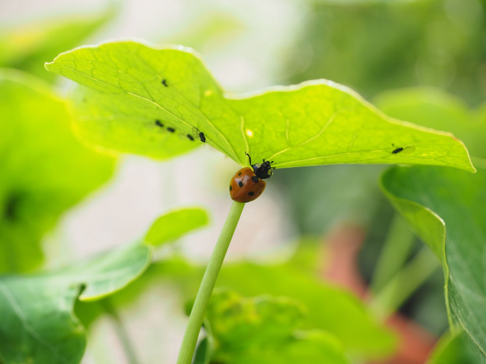 Olympus OM-D E-M1 + Olympus M.Zuiko Digital ED 12-40mm F2.8 Pro sample photo. Ladybug, lice, eat photography