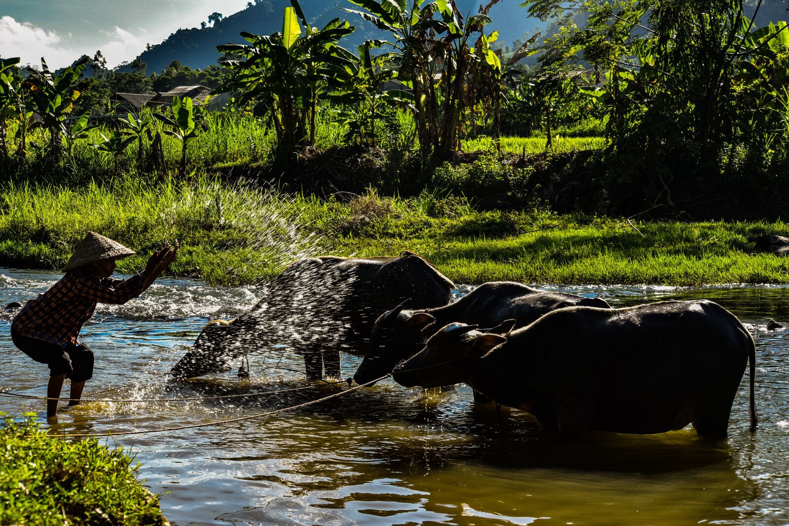 Nikon D810 sample photo. English countryside, blue, buffalo photography