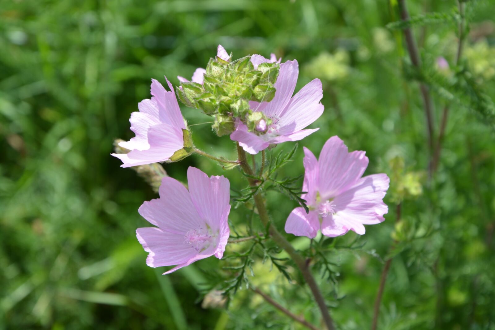 Nikon D5200 sample photo. Flowers, pink, petals photography