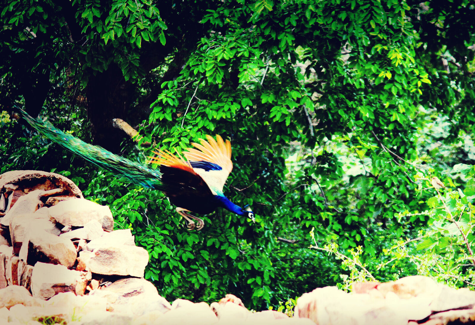 Canon EF-S 55-250mm F4-5.6 IS II sample photo. Beautiful, beauty, forest, nature photography