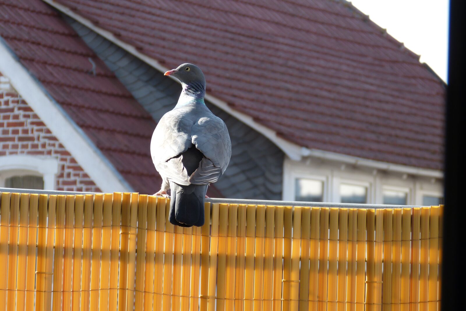 Panasonic Lumix DMC-FZ150 sample photo. Dove, bird, animal world photography